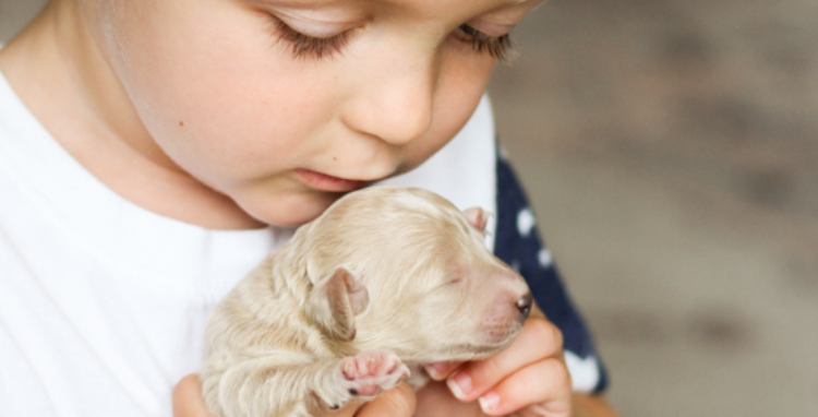 poochon puppies for sale, poochon breeder, poochon puppy, teddybear puppies for sale, puppies for sale, teddybear puppy, teddybear puppy breeder, bichpoo puppies for sale, bichpoo puppies, bichpoo breeder, bichpoo puppy, maltipoo puppies for sale maltipoo breeder, maltipoo, teddybear puppies for sale, multipoo, maltepoo, shihpoo puppies for sale, shihpoo puppies, shihpoo, shihpoo breeder,, teddybear puppies, , shihtzu poodle puppies,