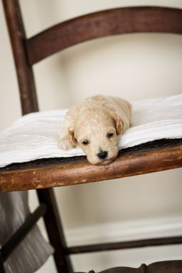 poochon puppies for sale, poochon puppies, poochon breeder, bichpoo puppies for sale, bichpoo breeder, bichon poodle puppies for sale, bichon poodle puppies, bichon poodle puppy, bichonpoo puppies for sale, bichon poodle breeder, teddybear puppies for sale, teddybear puppies, teddybear puppy breeder