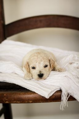 poochon puppies for sale, poochon puppies, poochon breeder, bichpoo puppies for sale, bichpoo breeder, bichon poodle puppies for sale, bichon poodle puppies, bichon poodle puppy, bichonpoo puppies for sale, bichon poodle breeder, teddybear puppies for sale, teddybear puppies, teddybear puppy breeder