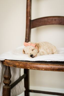 poochon puppies for sale, poochon puppies, poochon breeder, bichpoo puppies for sale, bichpoo breeder, bichon poodle puppies for sale, bichon poodle puppies, bichon poodle puppy, bichonpoo puppies for sale, bichon poodle breeder, teddybear puppies for sale, teddybear puppies, teddybear puppy breeder