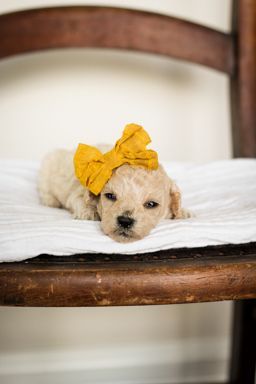 poochon puppies for sale, poochon puppies, poochon breeder, bichpoo puppies for sale, bichpoo breeder, bichon poodle puppies for sale, bichon poodle puppies, bichon poodle puppy, bichonpoo puppies for sale, bichon poodle breeder, teddybear puppies for sale, teddybear puppies, teddybear puppy breeder