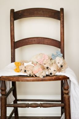 poochon puppies for sale, poochon puppies, poochon breeder, bichpoo puppies for sale, bichpoo breeder, bichon poodle puppies for sale, bichon poodle puppies, bichon poodle puppy, bichonpoo puppies for sale, bichon poodle breeder, teddybear puppies for sale, teddybear puppies, teddybear puppy breeder