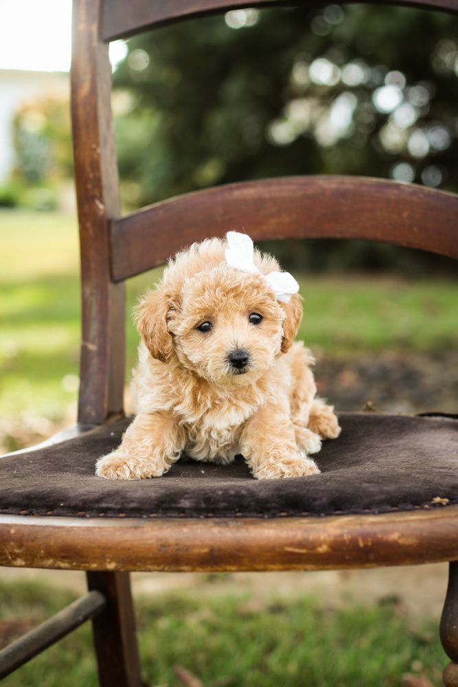 Poochon puppies for sale, shihpoo puppies for sale, maltipoo puppies for sale, teddybear puppies for sale, poochon breeder, maltipoo breeder, maltipoo, poochon, shihpoo, shihpoo  puppy, maltipoo puppy, poochon puppy, bichpoo puppies for sale, bichpoo breeder, puppies for sale, puppies, teddybear puppy 