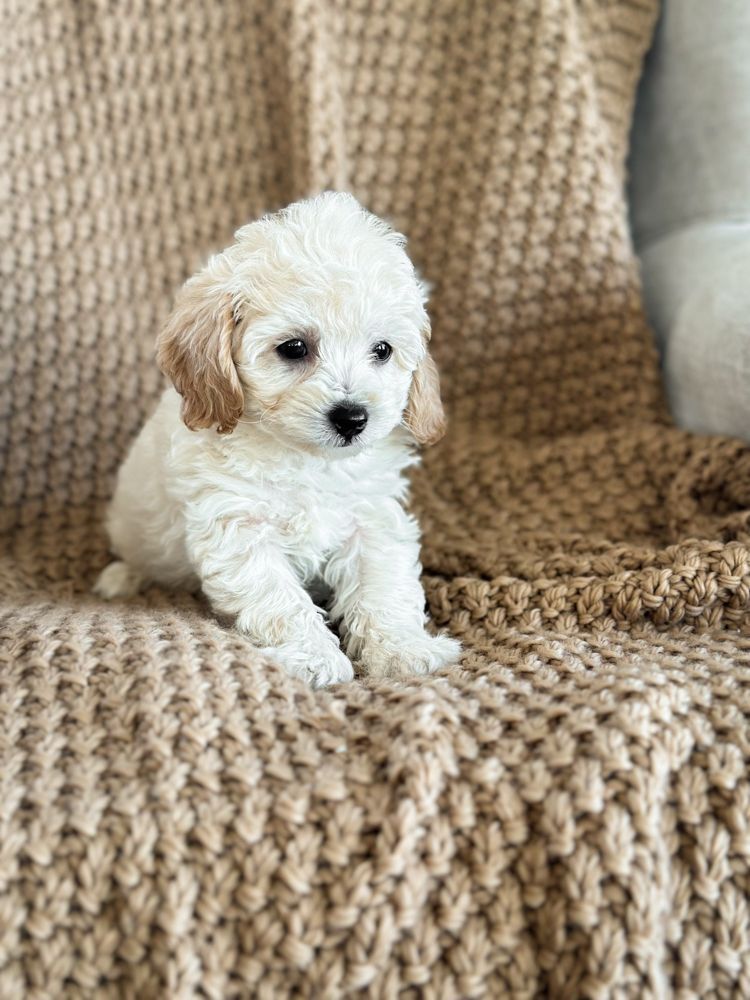 poochon puppies for sale, poochon puppies, poochon breeder, bichpoo puppies for sale, bichpoo breeder, bichon poodle puppies for sale, bichon poodle puppies, bichon poodle puppy, bichonpoo puppies for sale, bichon poodle breeder, teddybear puppies for sale, teddybear puppies, teddybear puppy breeder