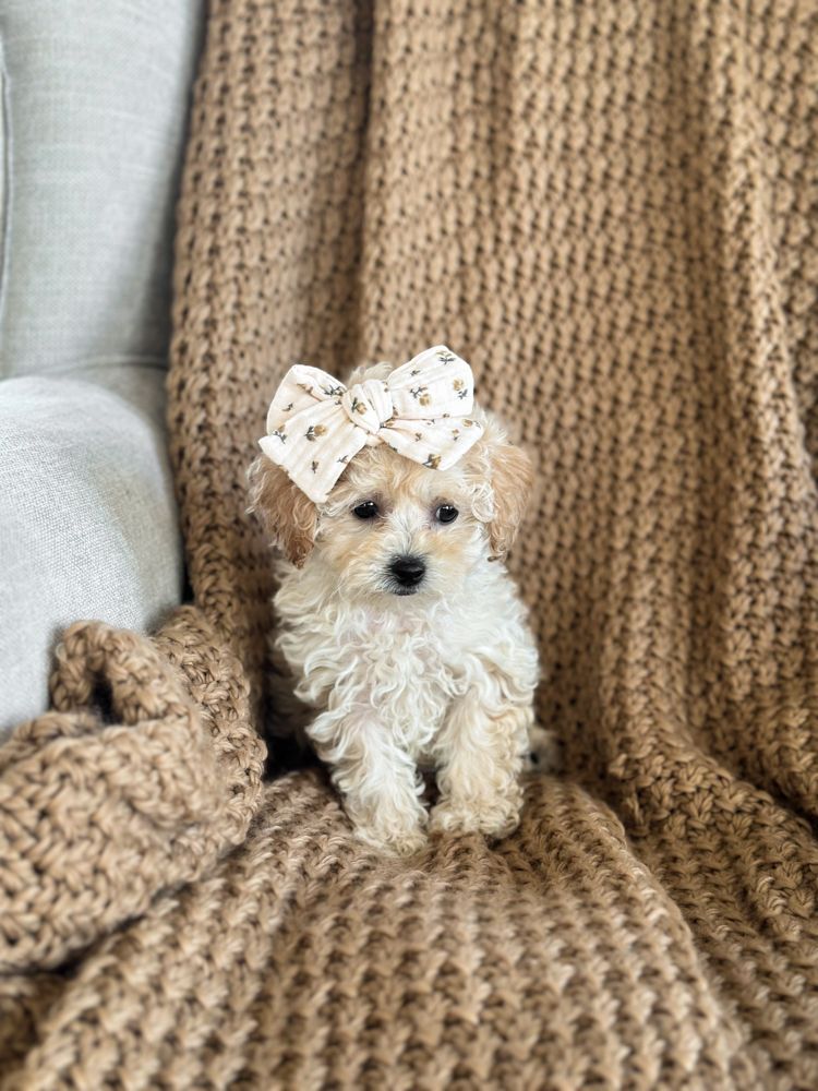 poochon puppies for sale, poochon puppies, poochon breeder, bichpoo puppies for sale, bichpoo breeder, bichon poodle puppies for sale, bichon poodle puppies, bichon poodle puppy, bichonpoo puppies for sale, bichon poodle breeder, teddybear puppies for sale, teddybear puppies, teddybear puppy breeder
