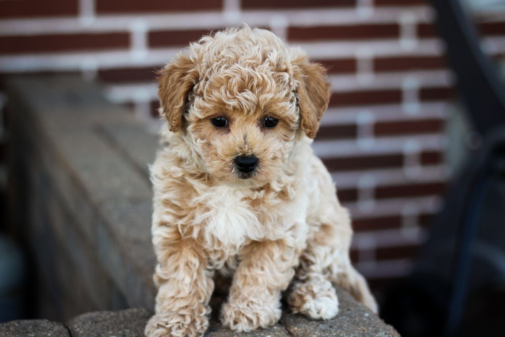 poochon puppies for sale, poochon puppies, poochon breeder, bichpoo puppies for sale, bichpoo breeder, bichon poodle puppies for sale, bichon poodle puppies, bichon poodle puppy, bichonpoo puppies for sale, bichon poodle breeder, teddybear puppies for sale, teddybear puppies, teddybear puppy breeder