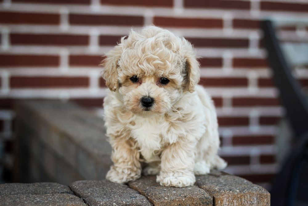 poochon puppies for sale, poochon puppies, poochon breeder, bichpoo puppies for sale, bichpoo breeder, bichon poodle puppies for sale, bichon poodle puppies, bichon poodle puppy, bichonpoo puppies for sale, bichon poodle breeder, teddybear puppies for sale, teddybear puppies, teddybear puppy breeder