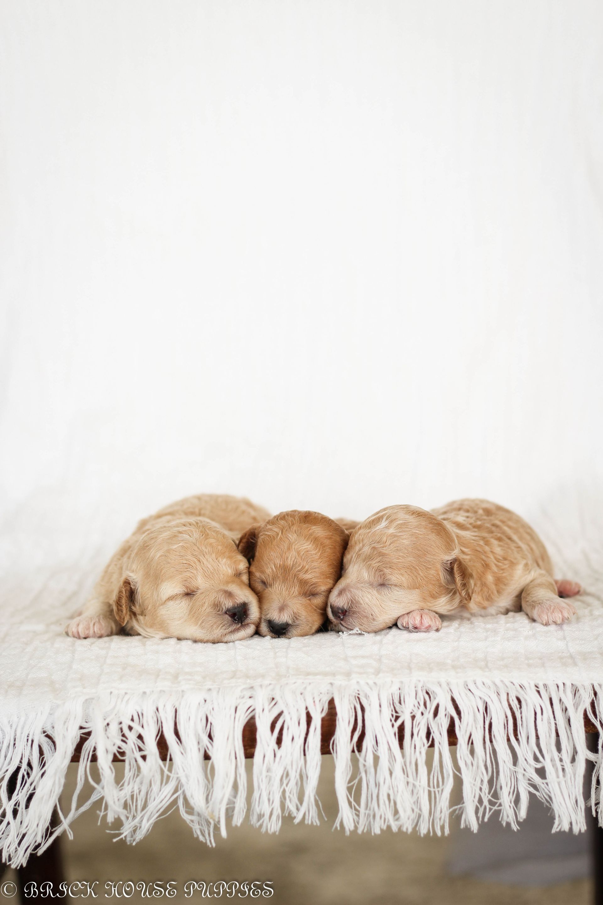 Poochon Puppies for sale, poochon puppies, bichpoo puppies, teddybear puppies for sale, teddybear puppies, teddybear puppy breeder, poochon breeder, puppies for sale