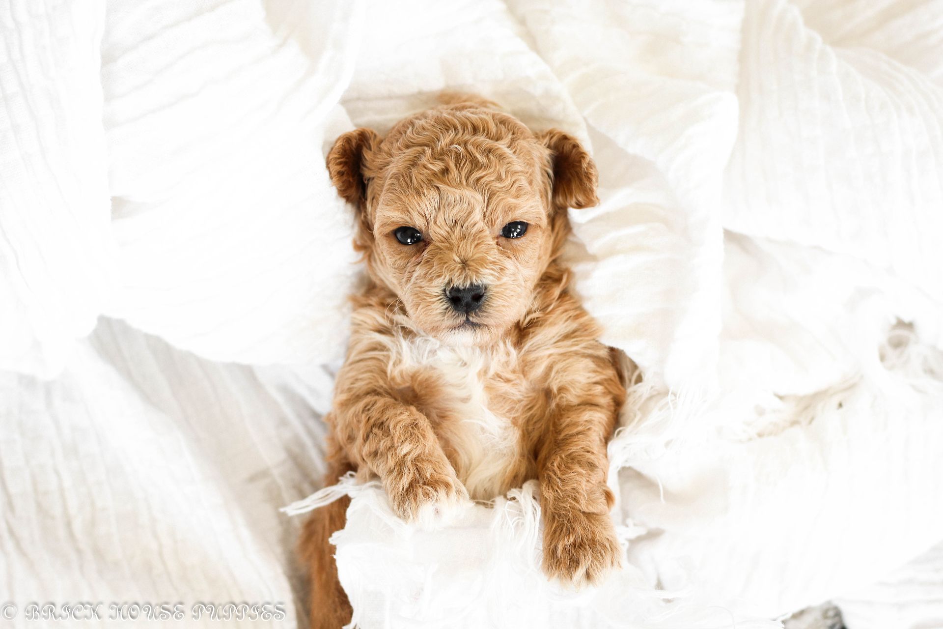 Poochon Puppies for sale, poochon puppies, bichpoo puppies, teddybear puppies for sale, teddybear puppies, teddybear puppy breeder, poochon breeder, puppies for sale