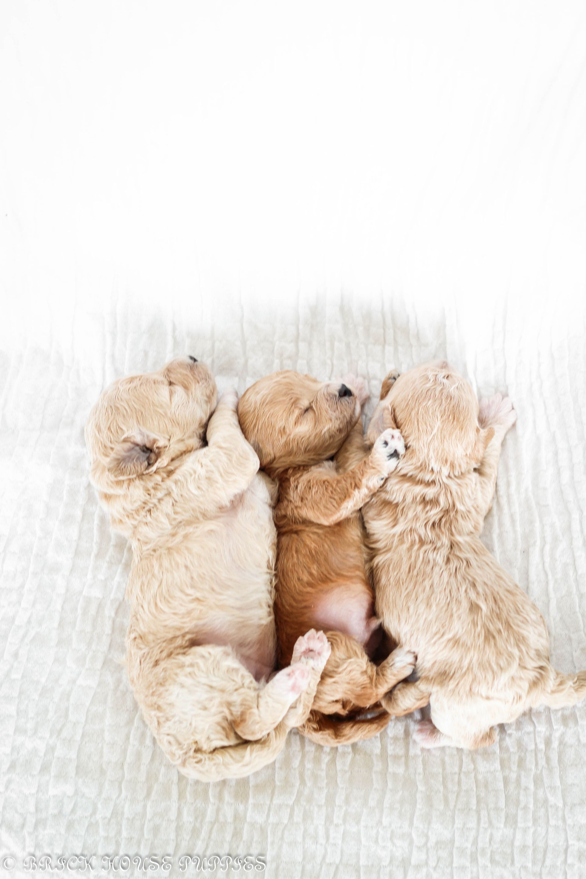Poochon Puppies for sale, poochon puppies, bichpoo puppies, teddybear puppies for sale, teddybear puppies, teddybear puppy breeder, poochon breeder, puppies for sale