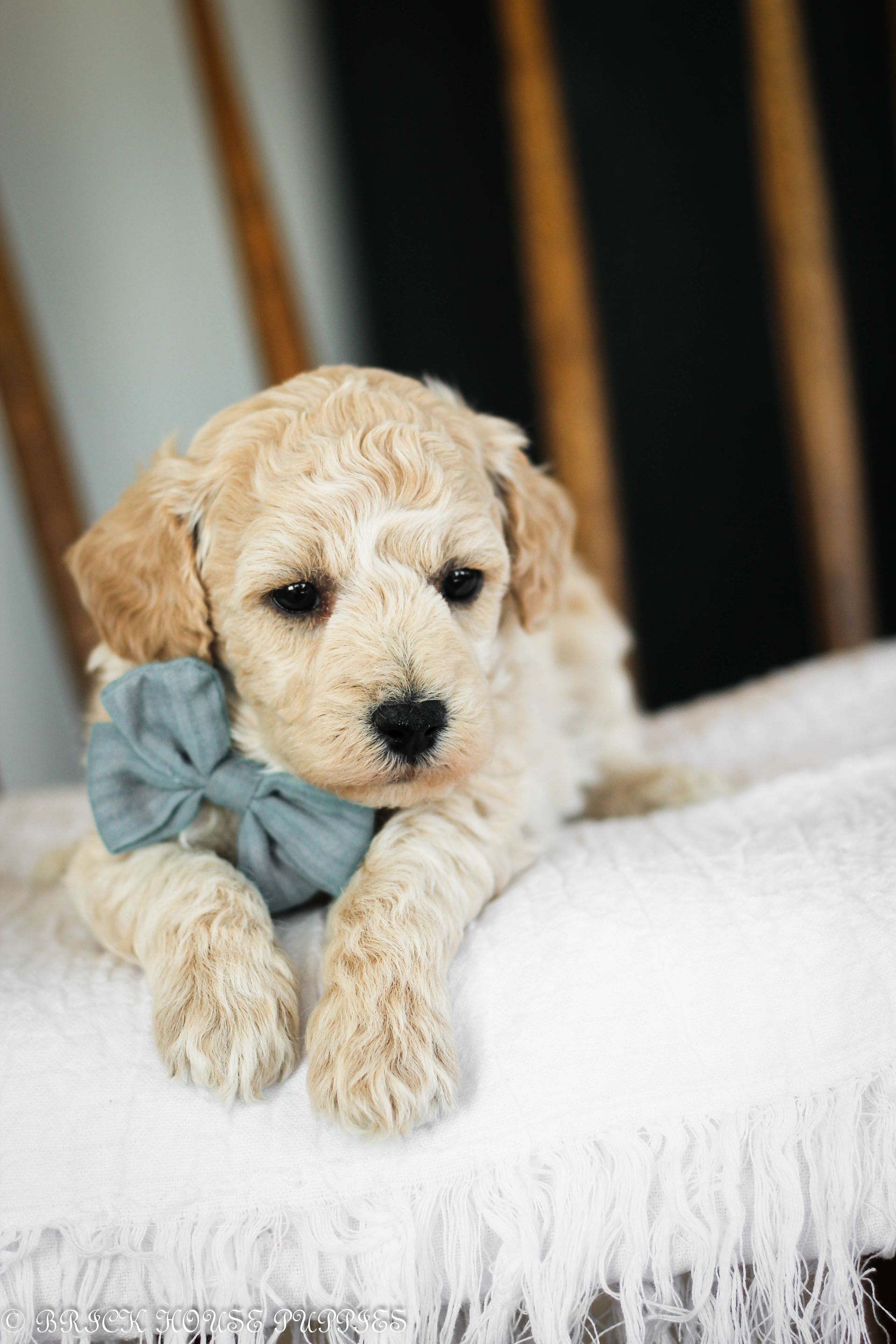 Poochon Puppies for sale, poochon puppies, bichpoo puppies, teddybear puppies for sale, teddybear puppies, teddybear puppy breeder, poochon breeder, puppies for sale