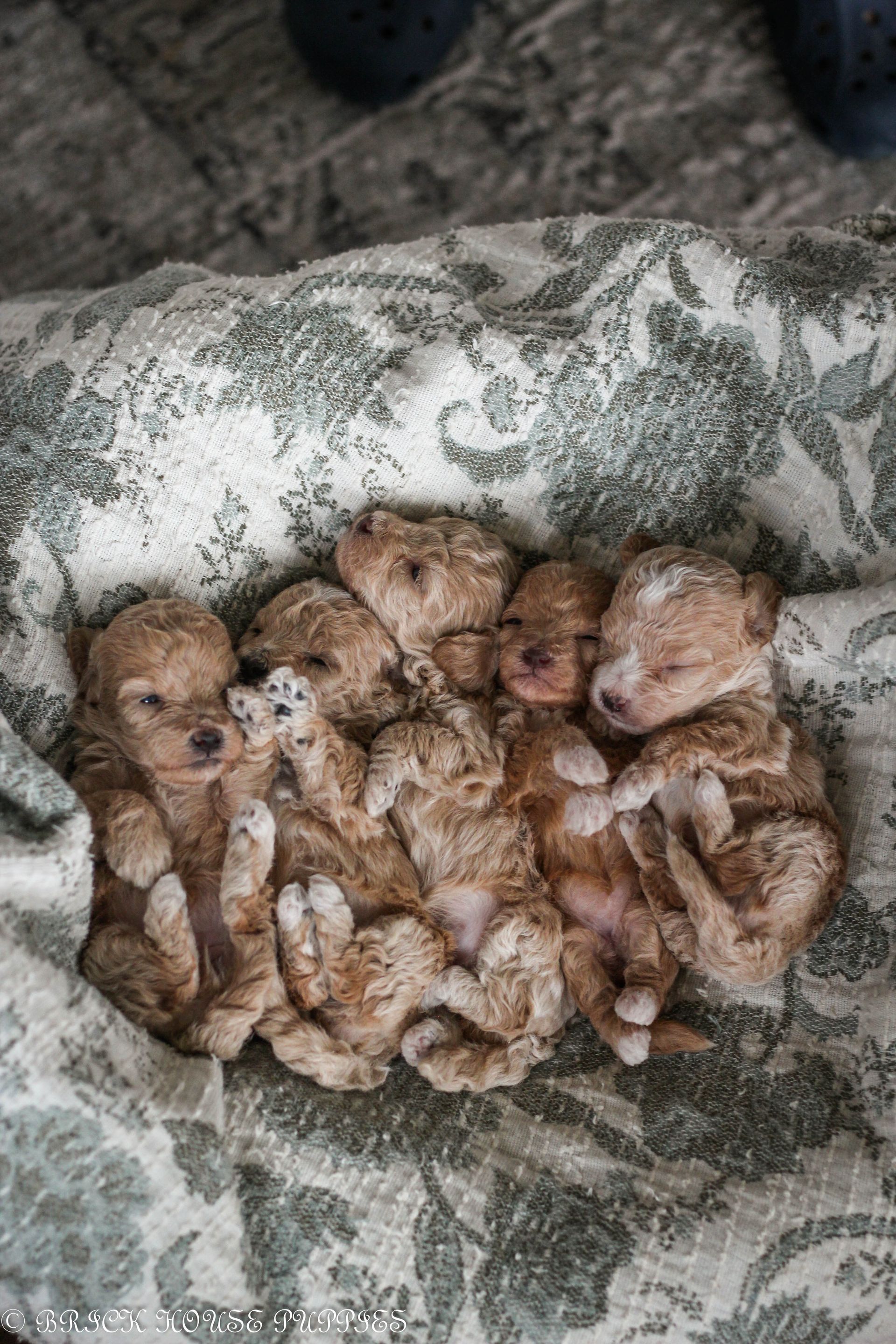 Poochon Puppies for sale, poochon puppies, bichpoo puppies, teddybear puppies for sale, teddybear puppies, teddybear puppy breeder, poochon breeder, puppies for sale