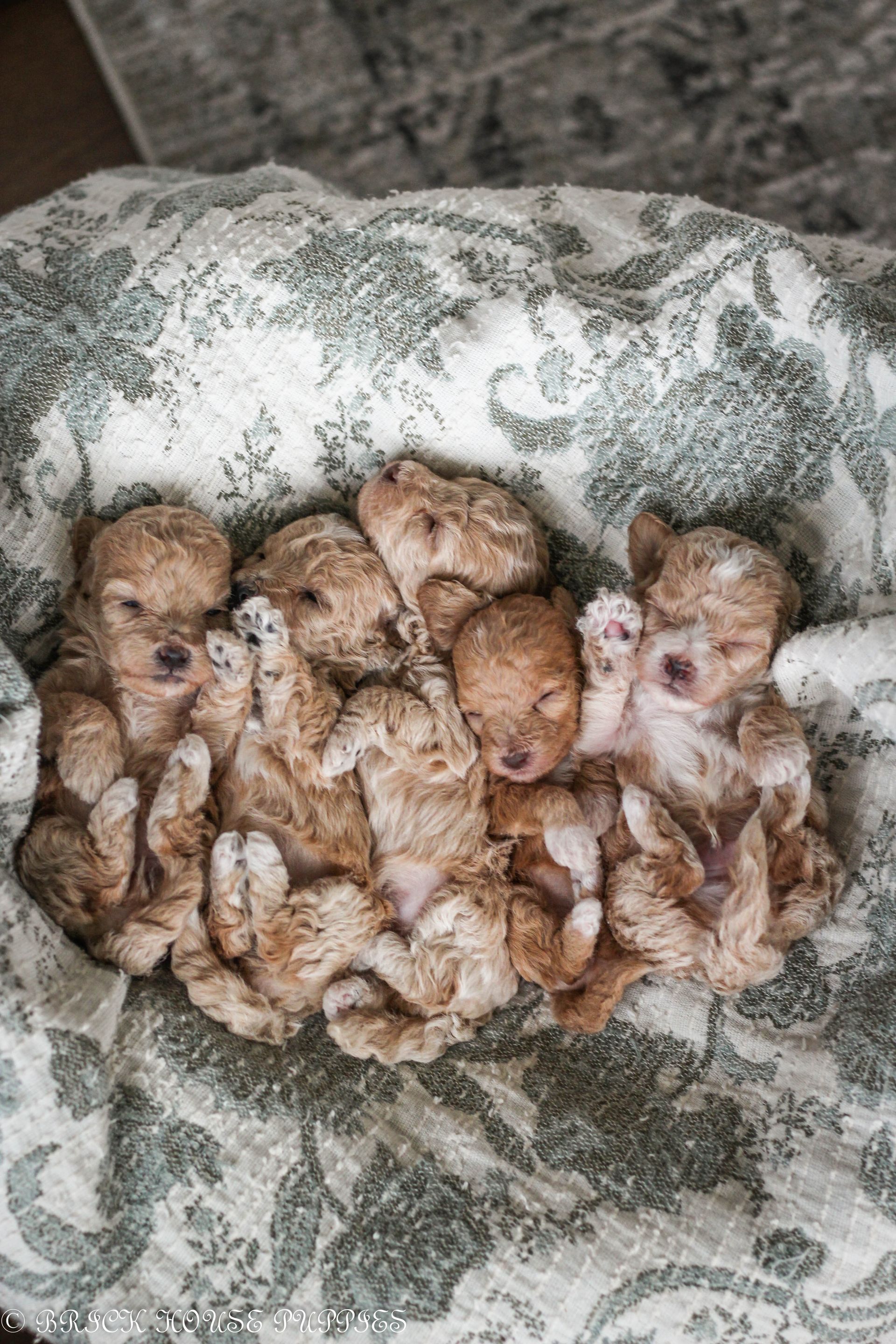Poochon Puppies for sale, poochon puppies, bichpoo puppies, teddybear puppies for sale, teddybear puppies, teddybear puppy breeder, poochon breeder, puppies for sale