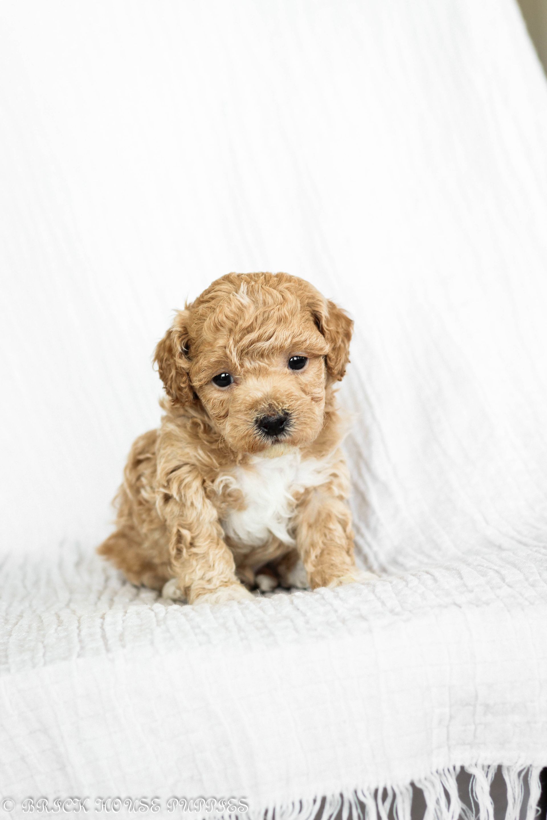 Poochon Puppies for sale, poochon puppies, bichpoo puppies, teddybear puppies for sale, teddybear puppies, teddybear puppy breeder, poochon breeder, puppies for sale