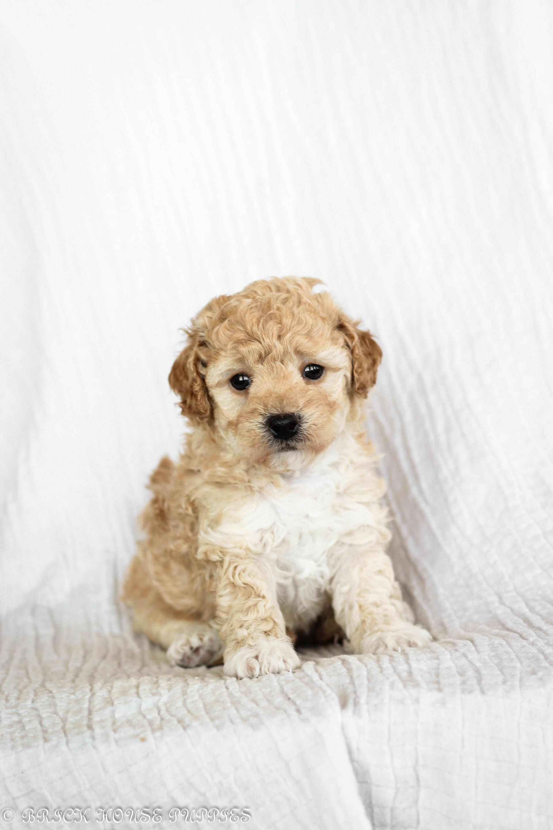 Poochon Puppies for sale, poochon puppies, bichpoo puppies, teddybear puppies for sale, teddybear puppies, teddybear puppy breeder, poochon breeder, puppies for sale