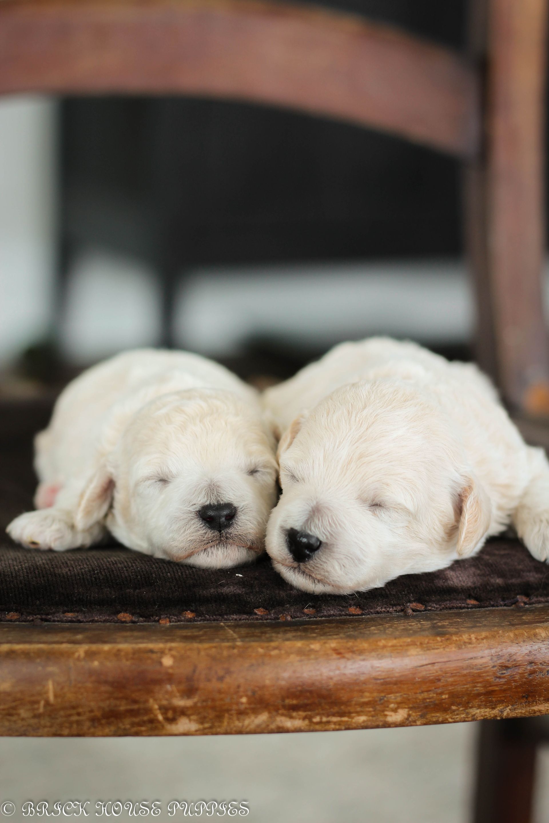Poochon Puppies for sale, poochon puppies, bichpoo puppies, teddybear puppies for sale, teddybear puppies, teddybear puppy breeder, poochon breeder, puppies for sale