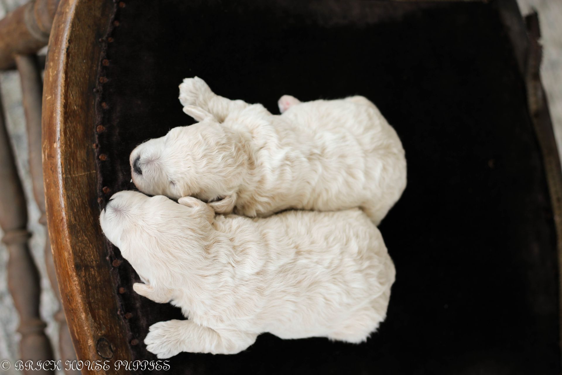 Poochon Puppies for sale, poochon puppies, bichpoo puppies, teddybear puppies for sale, teddybear puppies, teddybear puppy breeder, poochon breeder, puppies for sale
