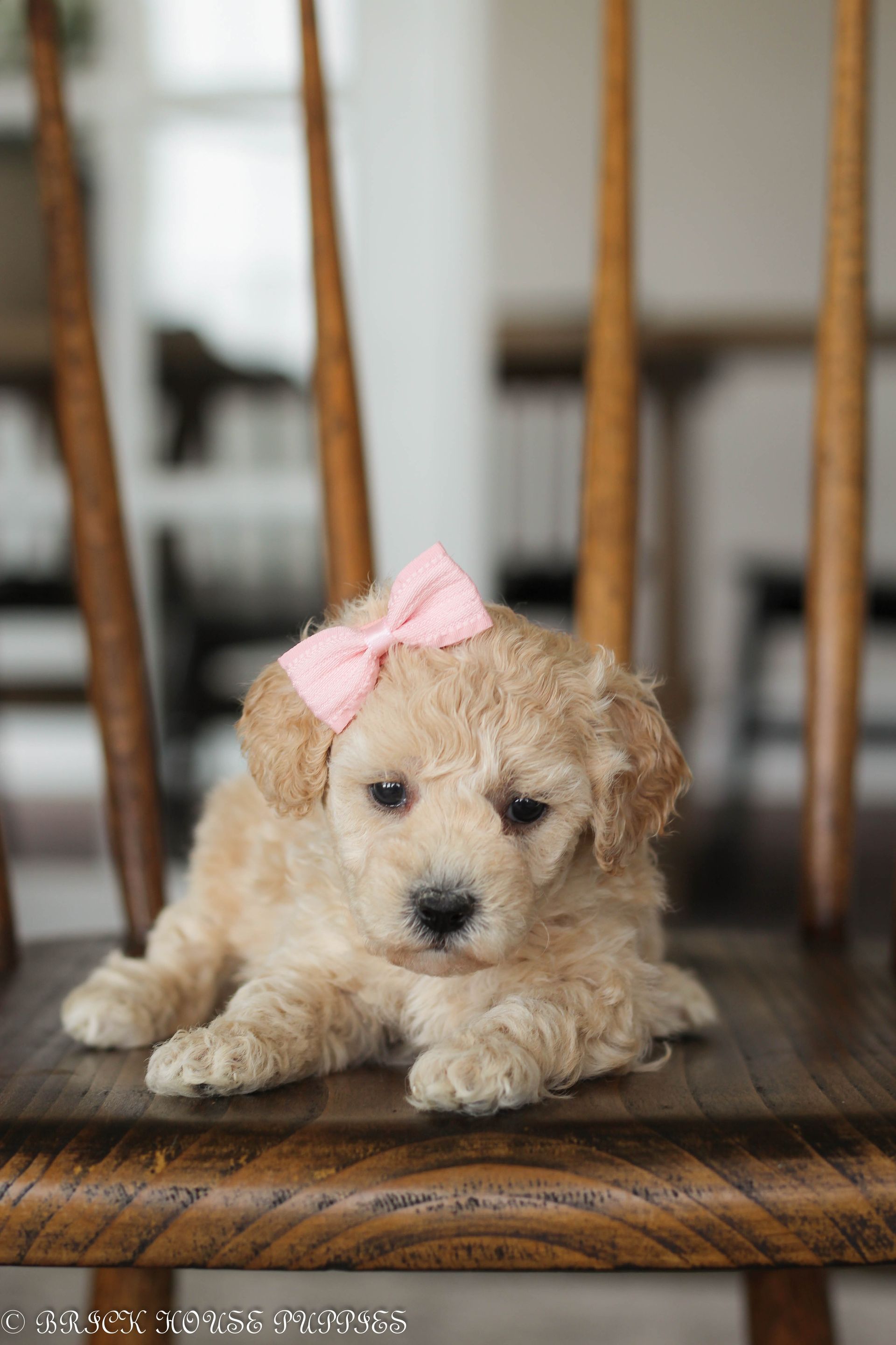 Poochon Puppies for sale, poochon puppies, bichpoo puppies, teddybear puppies for sale, teddybear puppies, teddybear puppy breeder, poochon breeder, puppies for sale