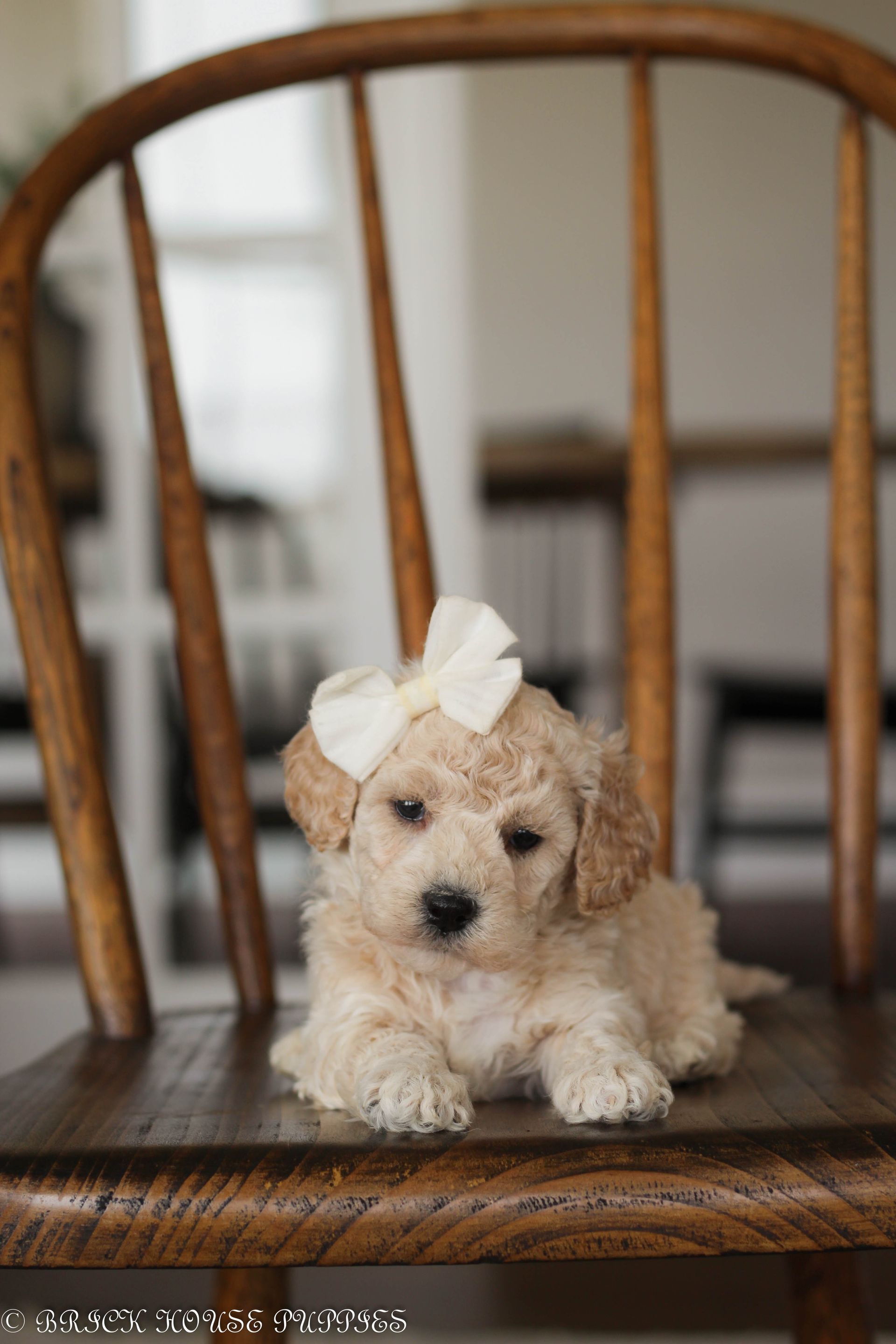 Poochon Puppies for sale, poochon puppies, bichpoo puppies, teddybear puppies for sale, teddybear puppies, teddybear puppy breeder, poochon breeder, puppies for sale