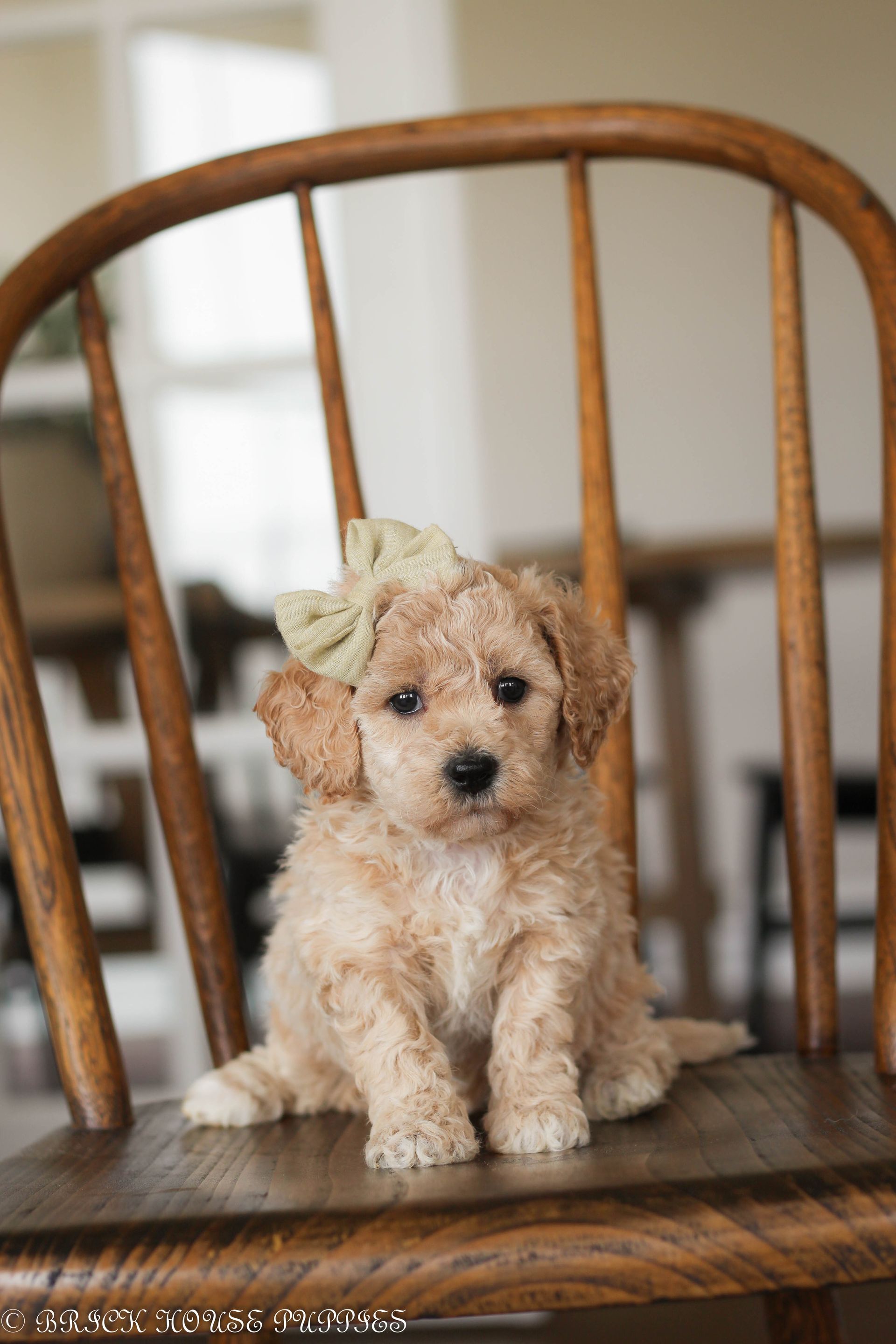 Poochon Puppies for sale, poochon puppies, bichpoo puppies, teddybear puppies for sale, teddybear puppies, teddybear puppy breeder, poochon breeder, puppies for sale