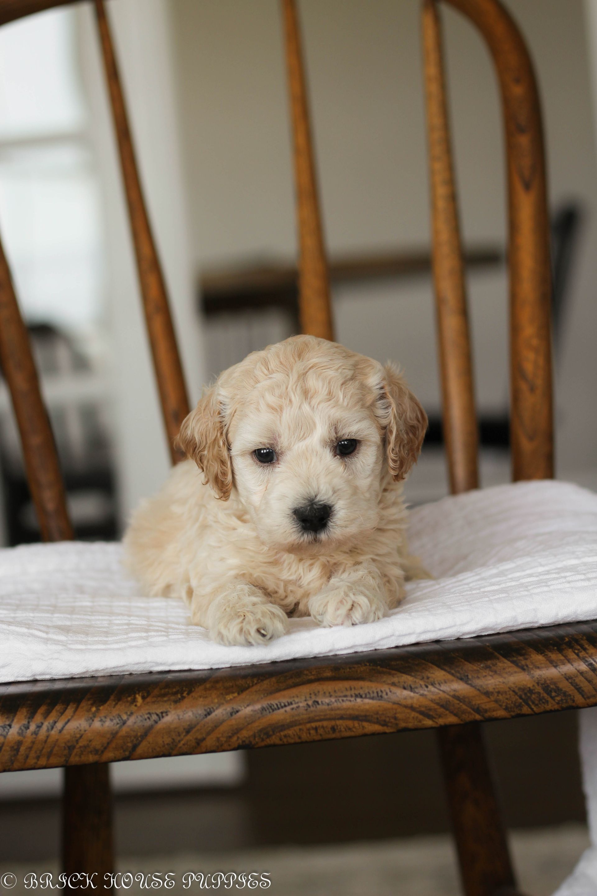 Poochon Puppies for sale, poochon puppies, bichpoo puppies, teddybear puppies for sale, teddybear puppies, teddybear puppy breeder, poochon breeder, puppies for sale