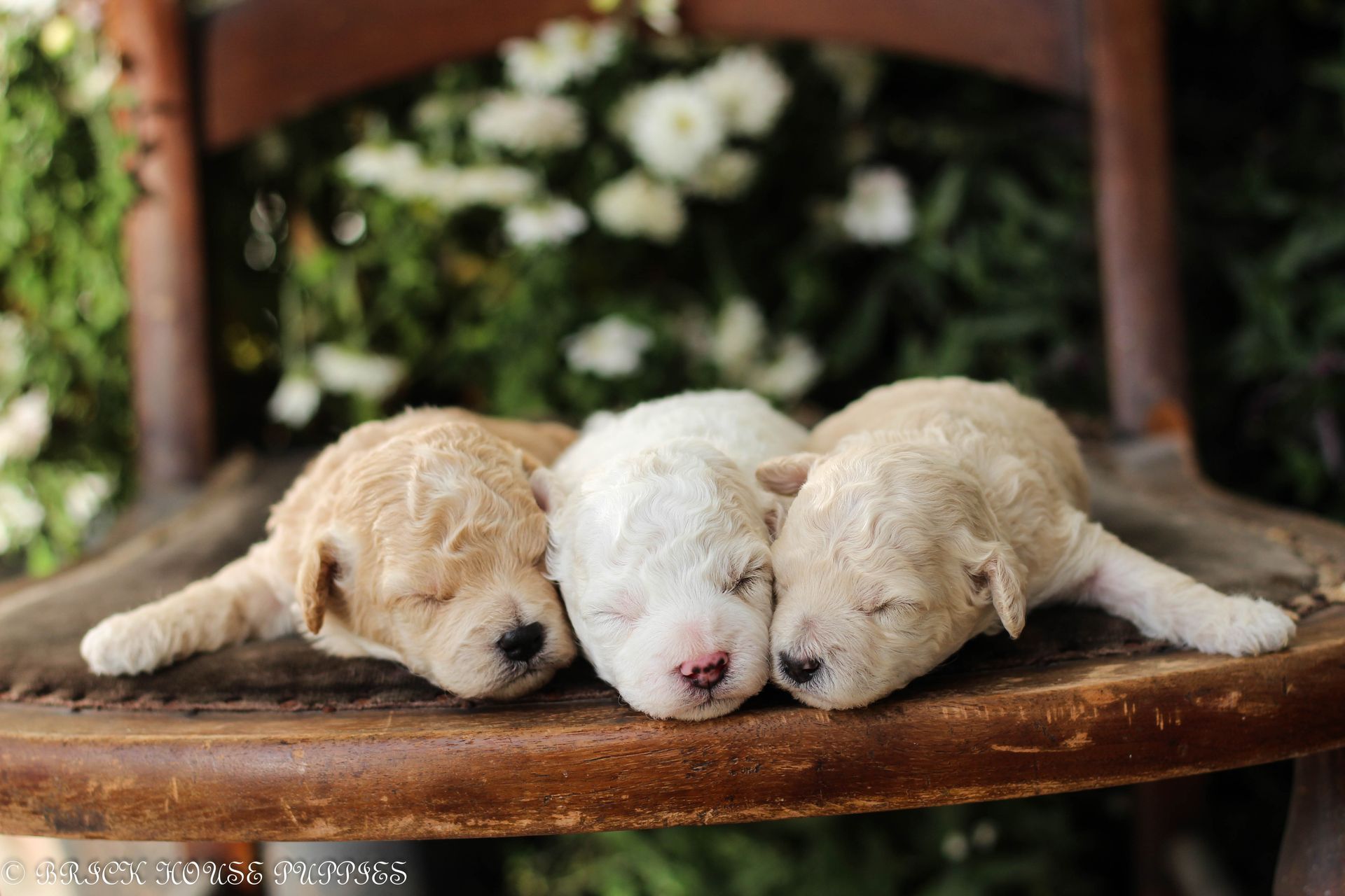 Poochon Puppies for sale, poochon puppies, bichpoo puppies, teddybear puppies for sale, teddybear puppies, teddybear puppy breeder, poochon breeder, puppies for sale