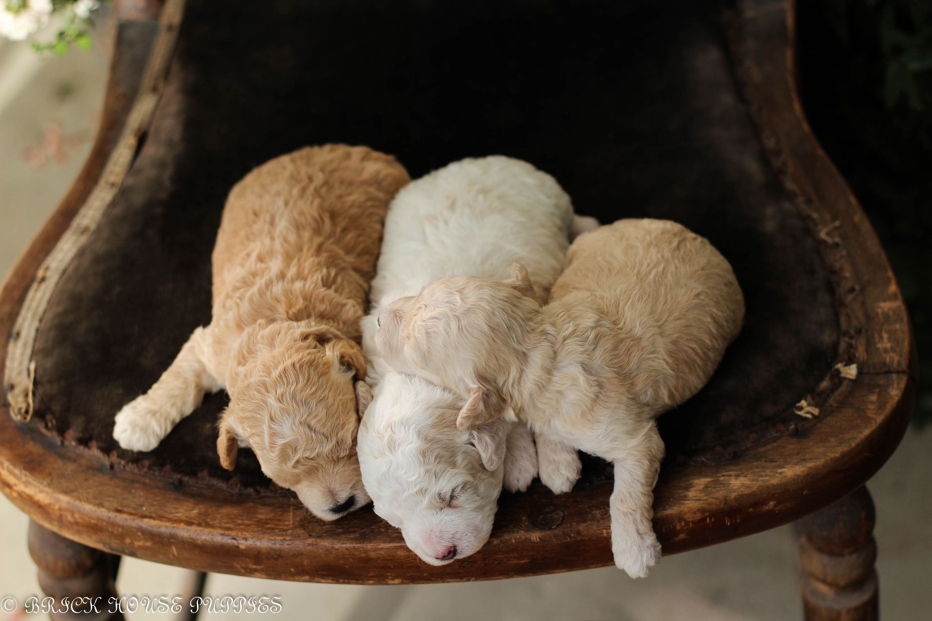 Poochon Puppies for sale, poochon puppies, bichpoo puppies, teddybear puppies for sale, teddybear puppies, teddybear puppy breeder, poochon breeder, puppies for sale