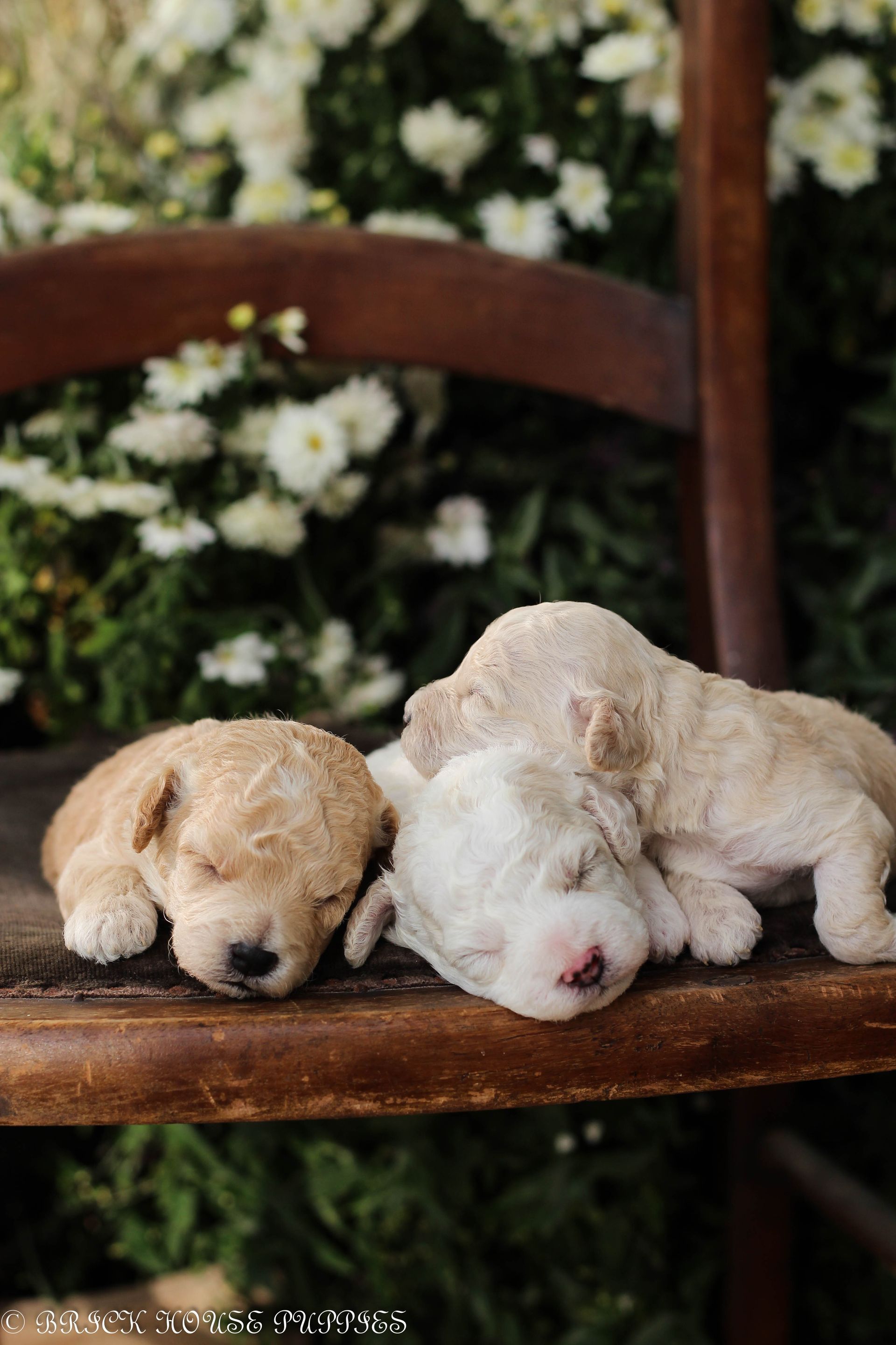 Poochon Puppies for sale, poochon puppies, bichpoo puppies, teddybear puppies for sale, teddybear puppies, teddybear puppy breeder, poochon breeder, puppies for sale