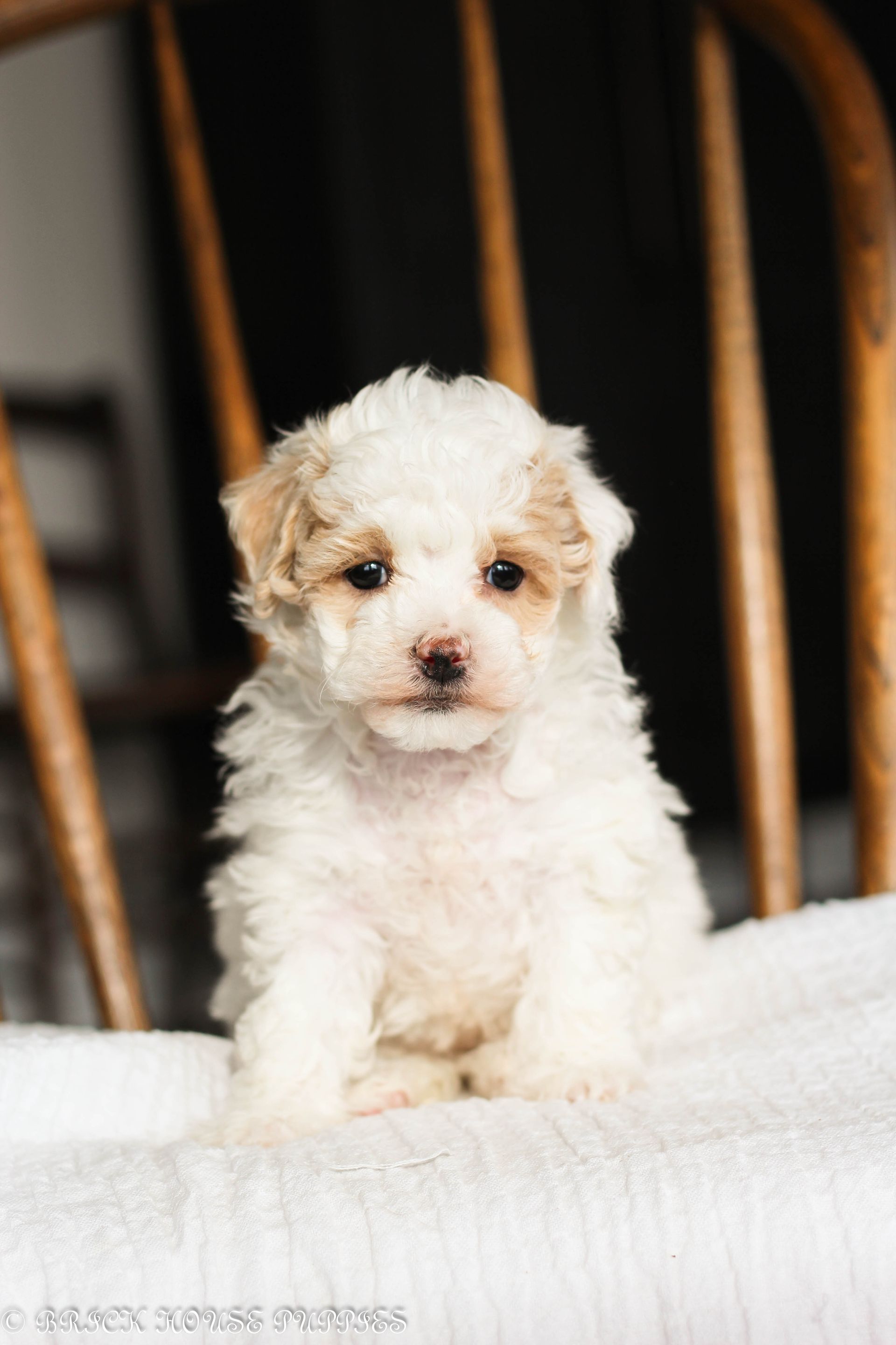 Poochon Puppies for sale, poochon puppies, bichpoo puppies, teddybear puppies for sale, teddybear puppies, teddybear puppy breeder, poochon breeder, puppies for sale