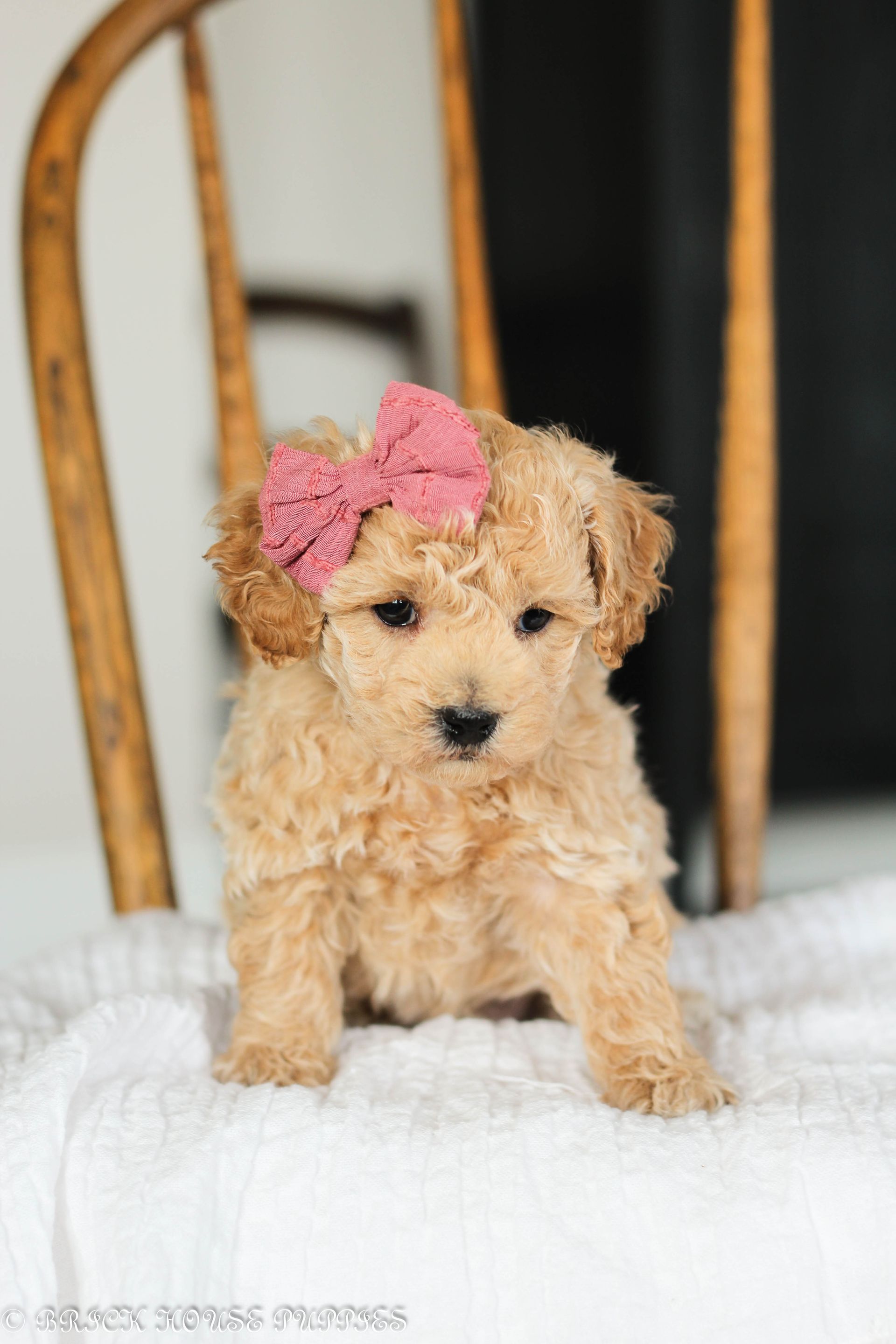 Poochon Puppies for sale, poochon puppies, bichpoo puppies, teddybear puppies for sale, teddybear puppies, teddybear puppy breeder, poochon breeder, puppies for sale