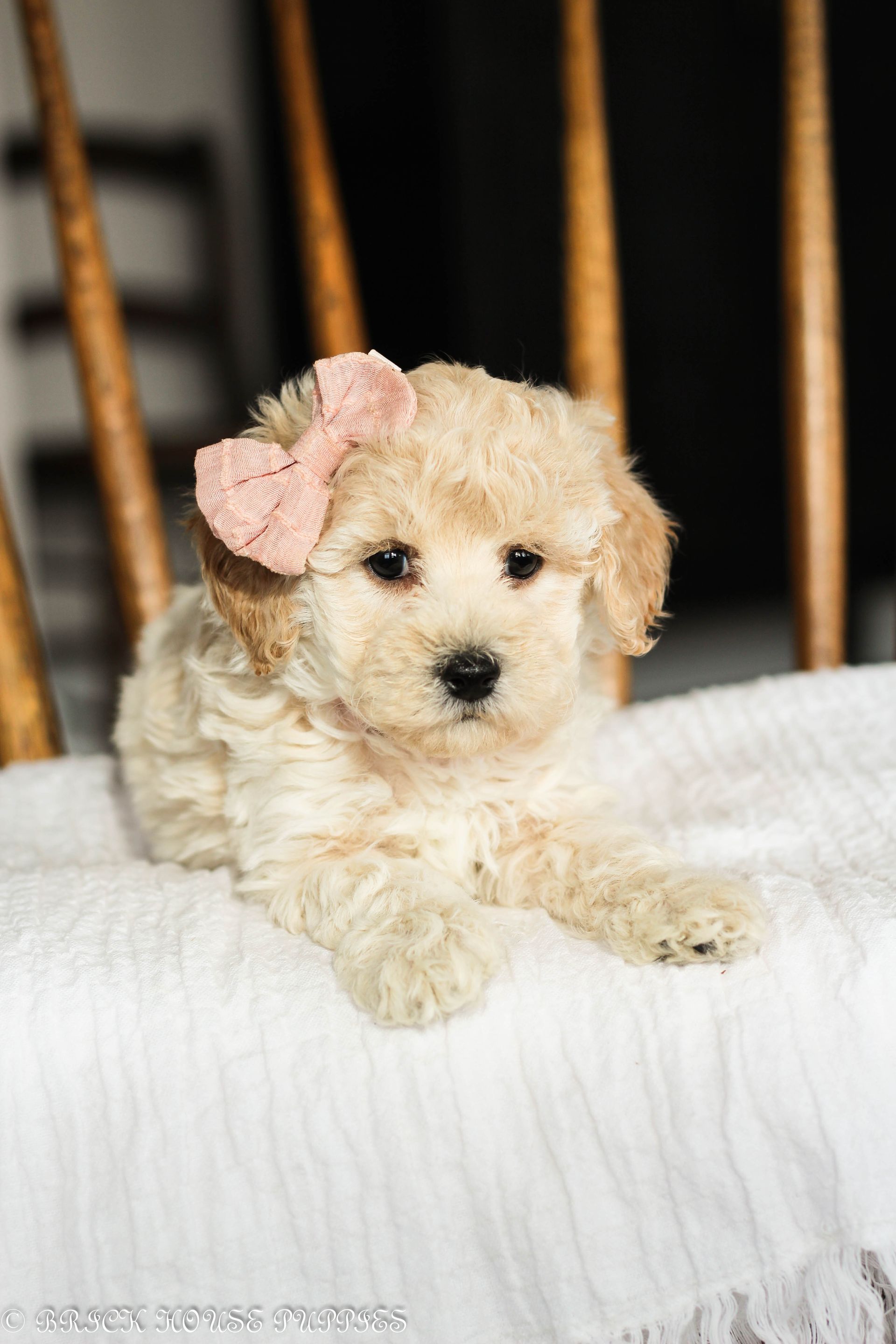 Poochon Puppies for sale, poochon puppies, bichpoo puppies, teddybear puppies for sale, teddybear puppies, teddybear puppy breeder, poochon breeder, puppies for sale