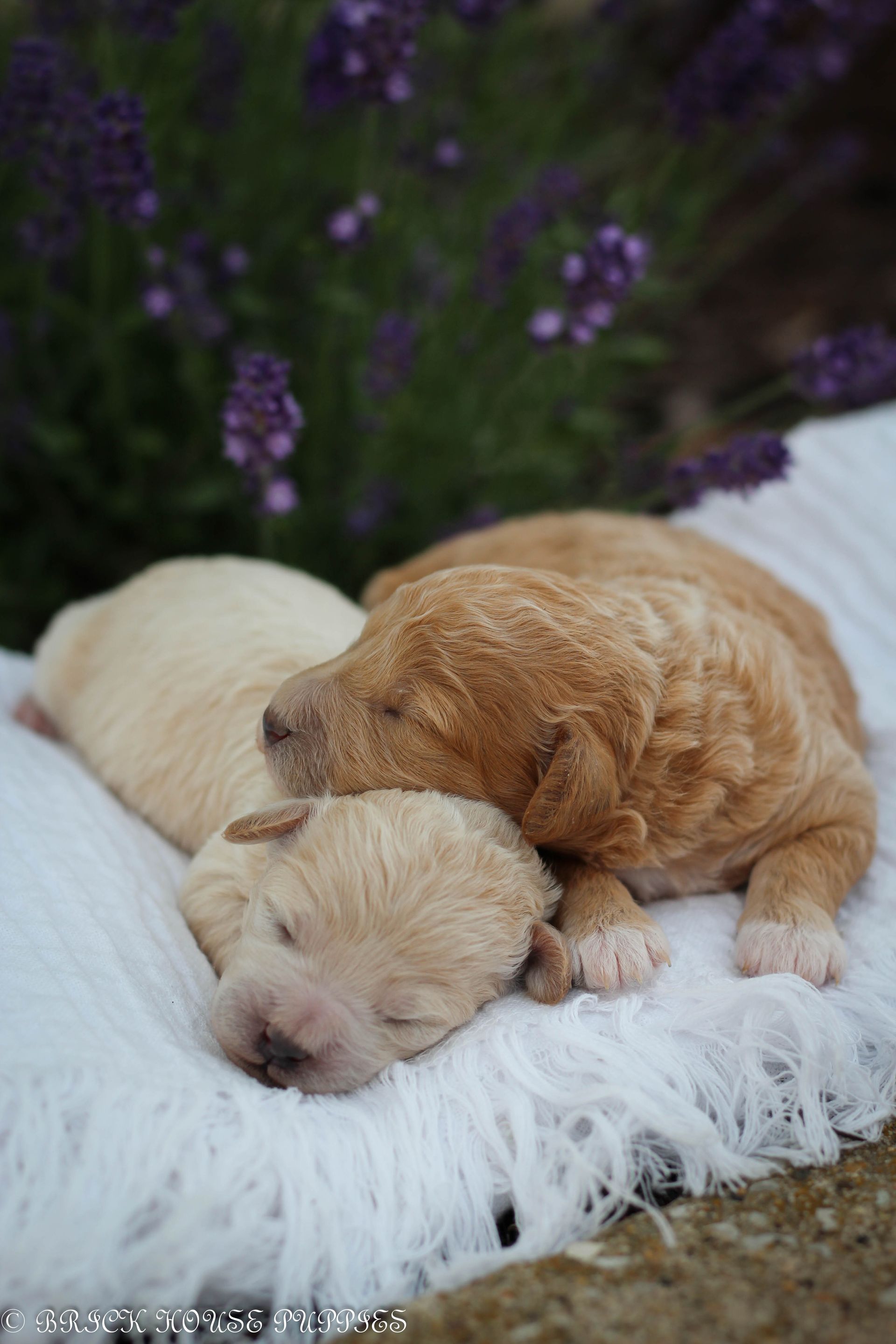 Poochon Puppies for sale, poochon puppies, bichpoo puppies, teddybear puppies for sale, teddybear puppies, teddybear puppy breeder, poochon breeder, puppies for sale