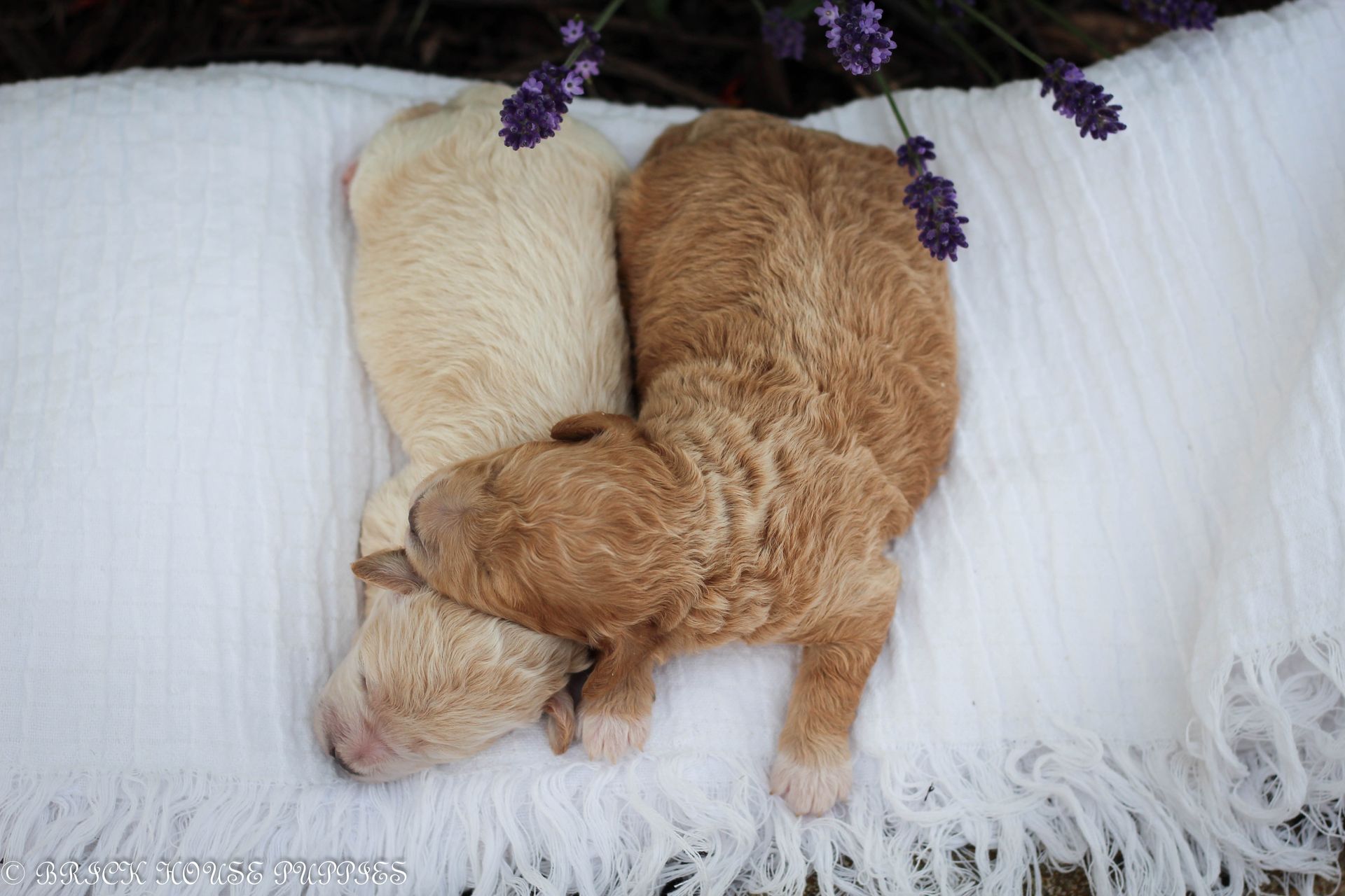 Poochon Puppies for sale, poochon puppies, bichpoo puppies, teddybear puppies for sale, teddybear puppies, teddybear puppy breeder, poochon breeder, puppies for sale