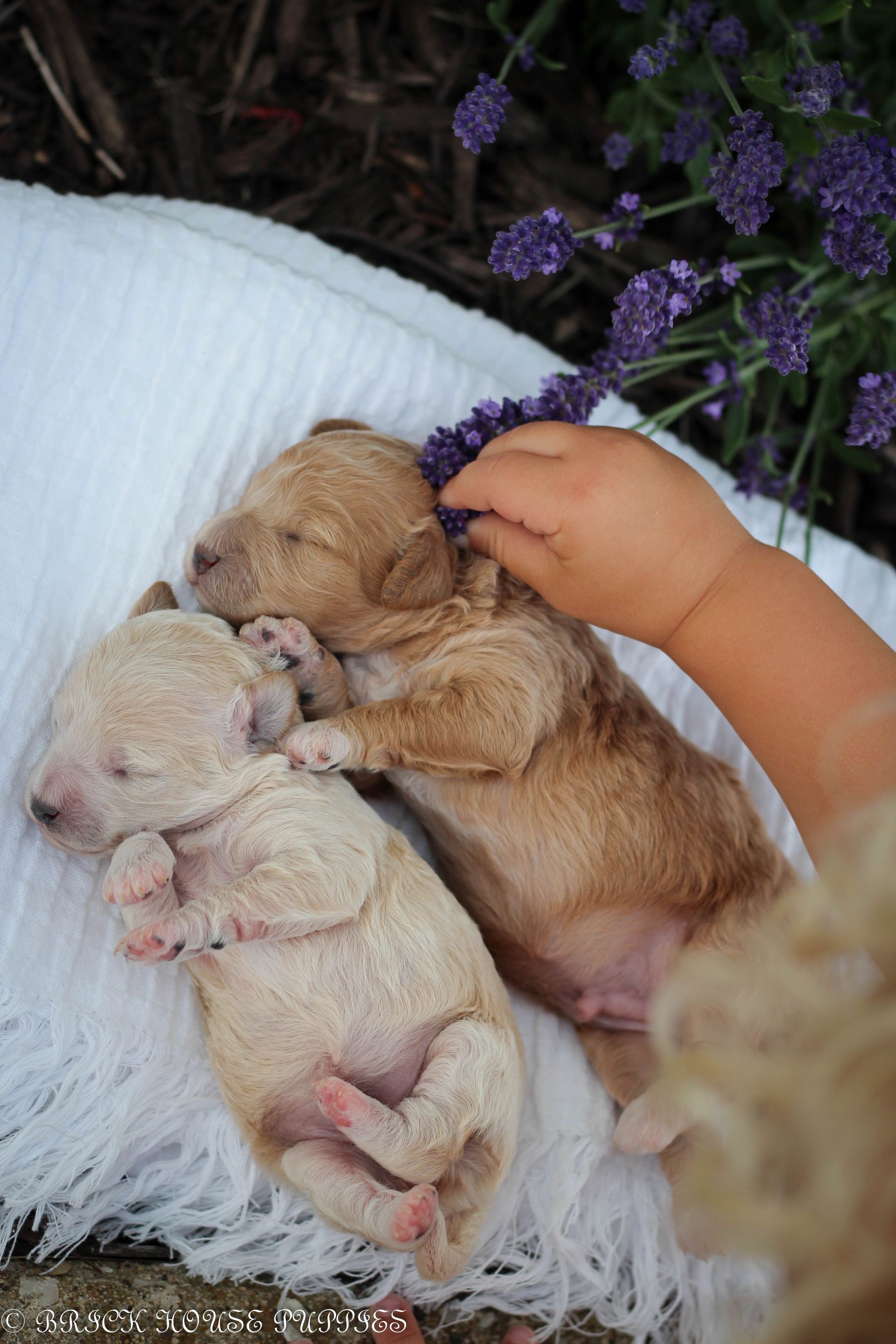 Poochon Puppies for sale, poochon puppies, bichpoo puppies, teddybear puppies for sale, teddybear puppies, teddybear puppy breeder, poochon breeder, puppies for sale