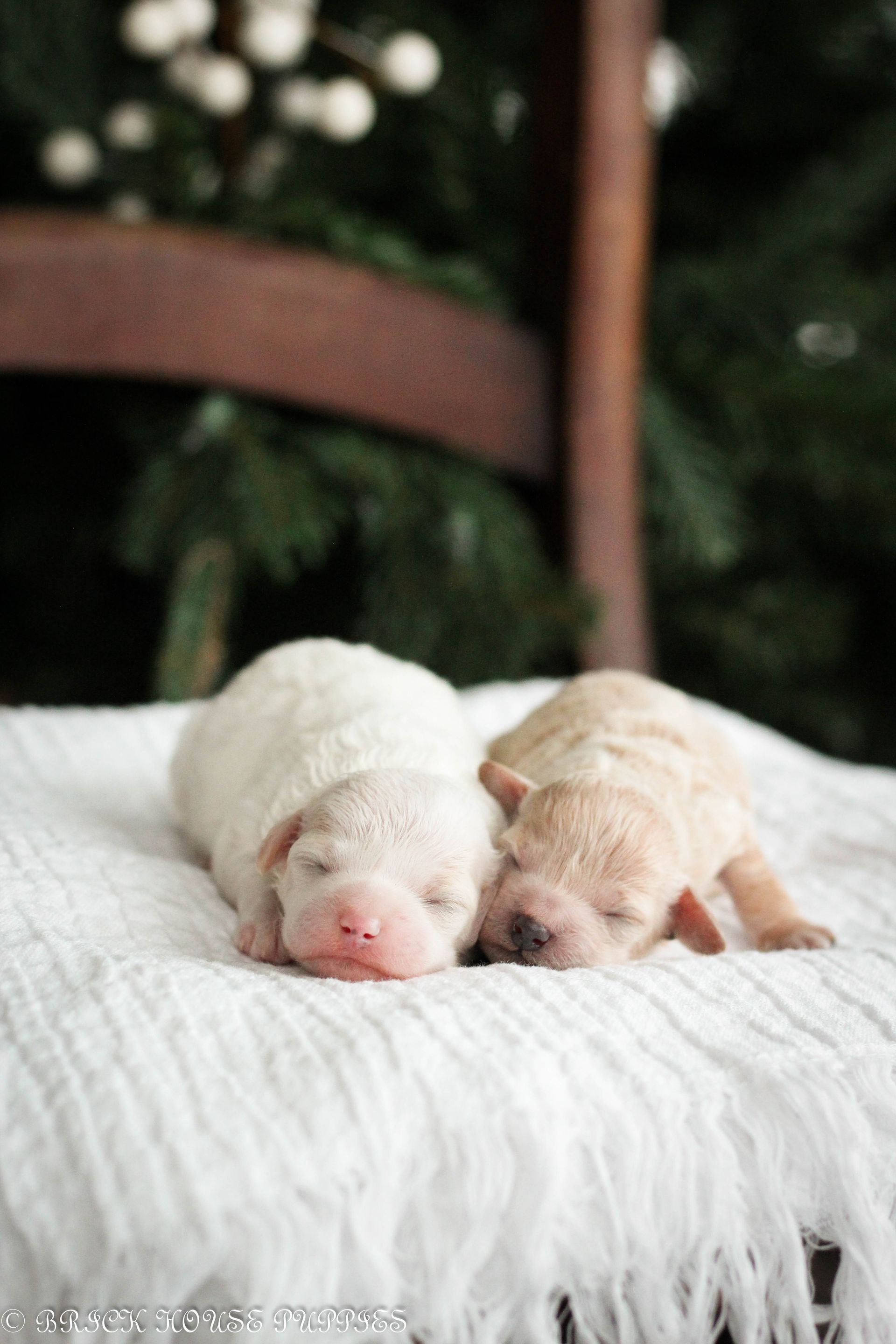 Poochon Puppies for sale, poochon puppies, bichpoo puppies, teddybear puppies for sale, teddybear puppies, teddybear puppy breeder, poochon breeder, puppies for sale