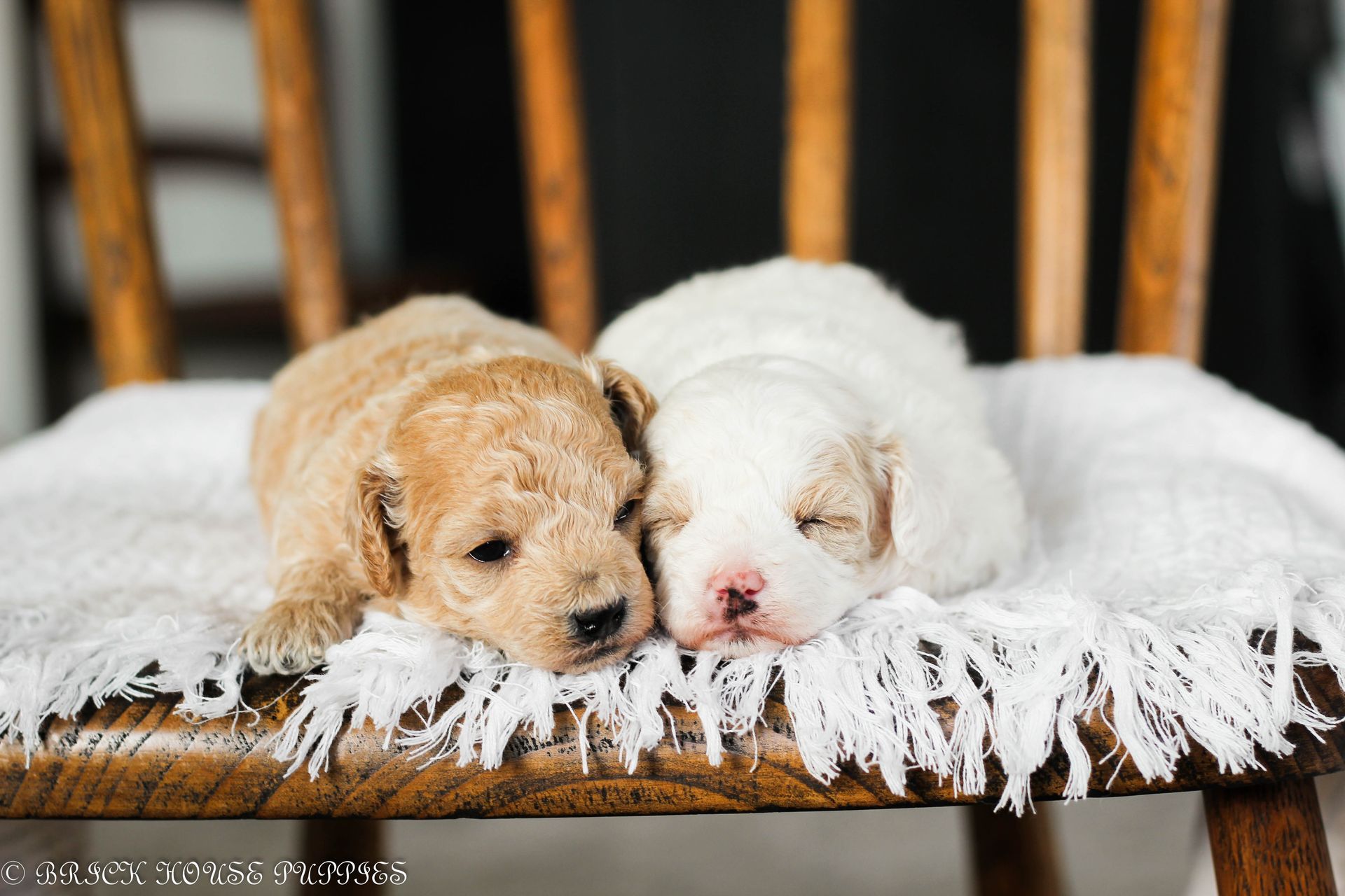 Poochon Puppies for sale, poochon puppies, bichpoo puppies, teddybear puppies for sale, teddybear puppies, teddybear puppy breeder, poochon breeder, puppies for sale