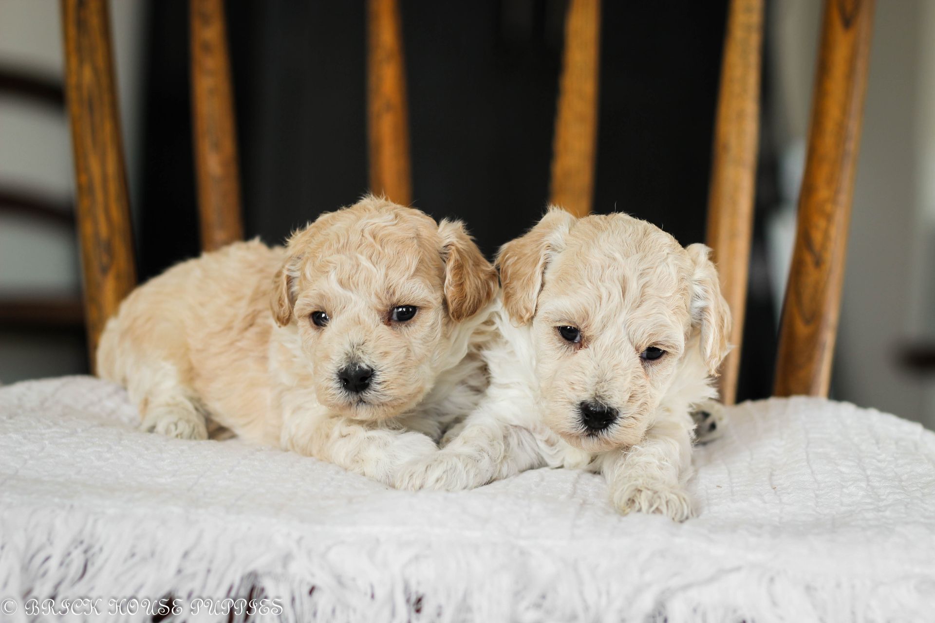 Poochon Puppies for sale, poochon puppies, bichpoo puppies, teddybear puppies for sale, teddybear puppies, teddybear puppy breeder, poochon breeder, puppies for sale
