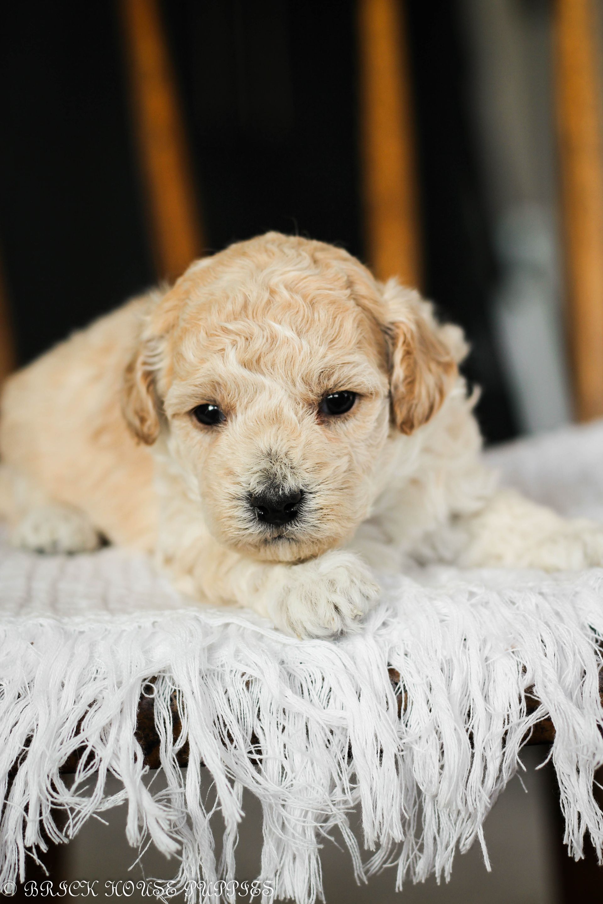 Poochon Puppies for sale, poochon puppies, bichpoo puppies, teddybear puppies for sale, teddybear puppies, teddybear puppy breeder, poochon breeder, puppies for sale
