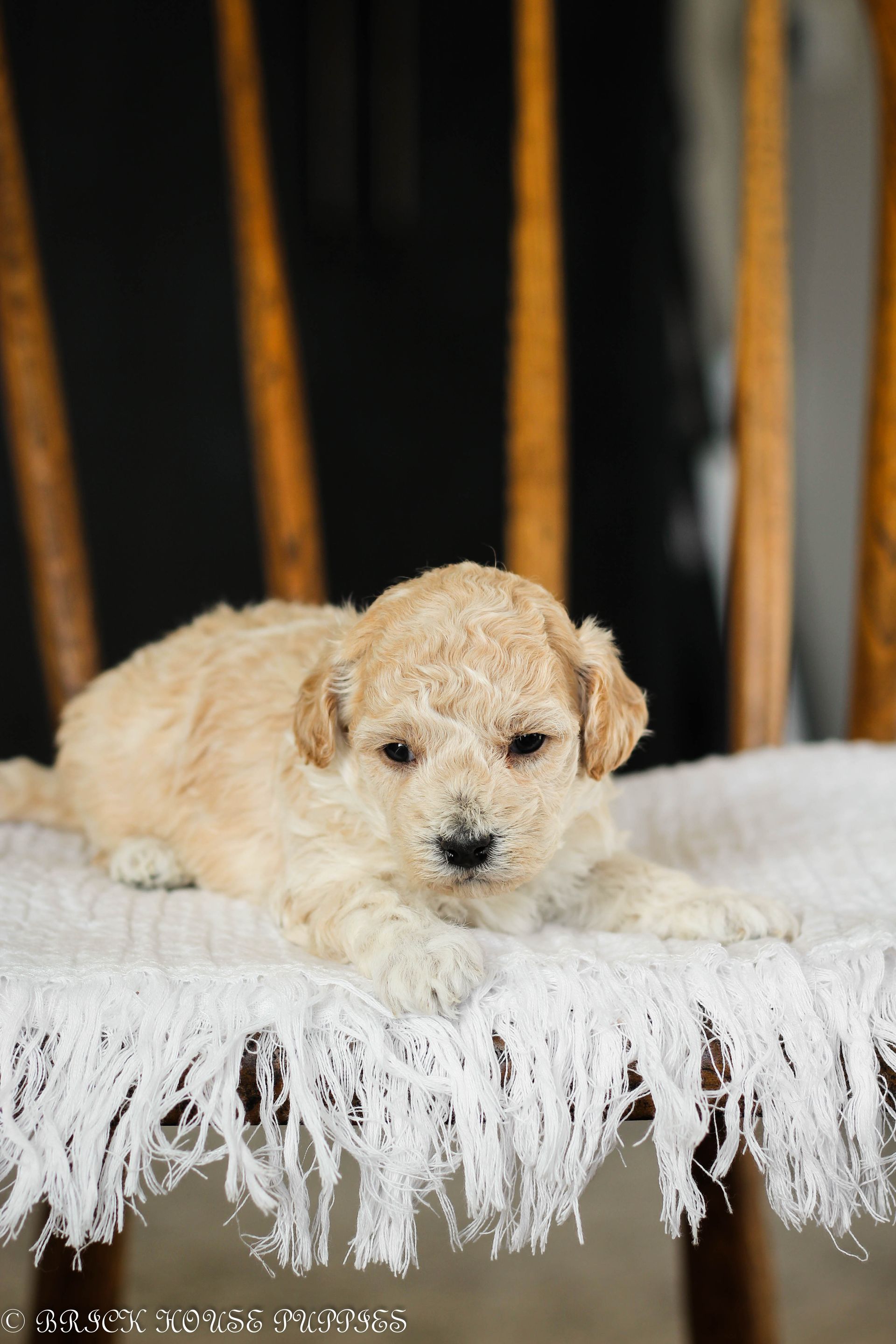 Poochon Puppies for sale, poochon puppies, bichpoo puppies, teddybear puppies for sale, teddybear puppies, teddybear puppy breeder, poochon breeder, puppies for sale