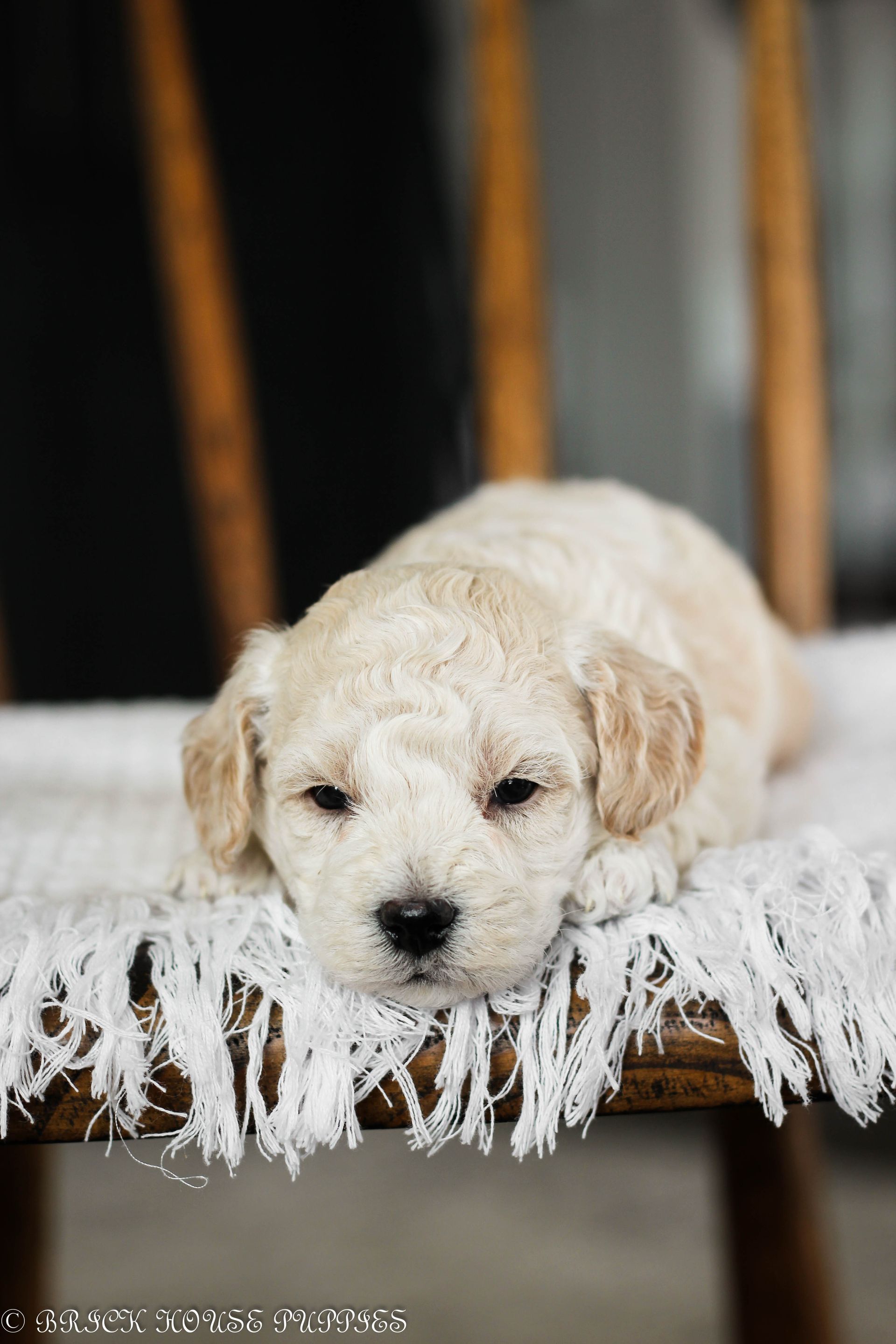 Poochon Puppies for sale, poochon puppies, bichpoo puppies, teddybear puppies for sale, teddybear puppies, teddybear puppy breeder, poochon breeder, puppies for sale