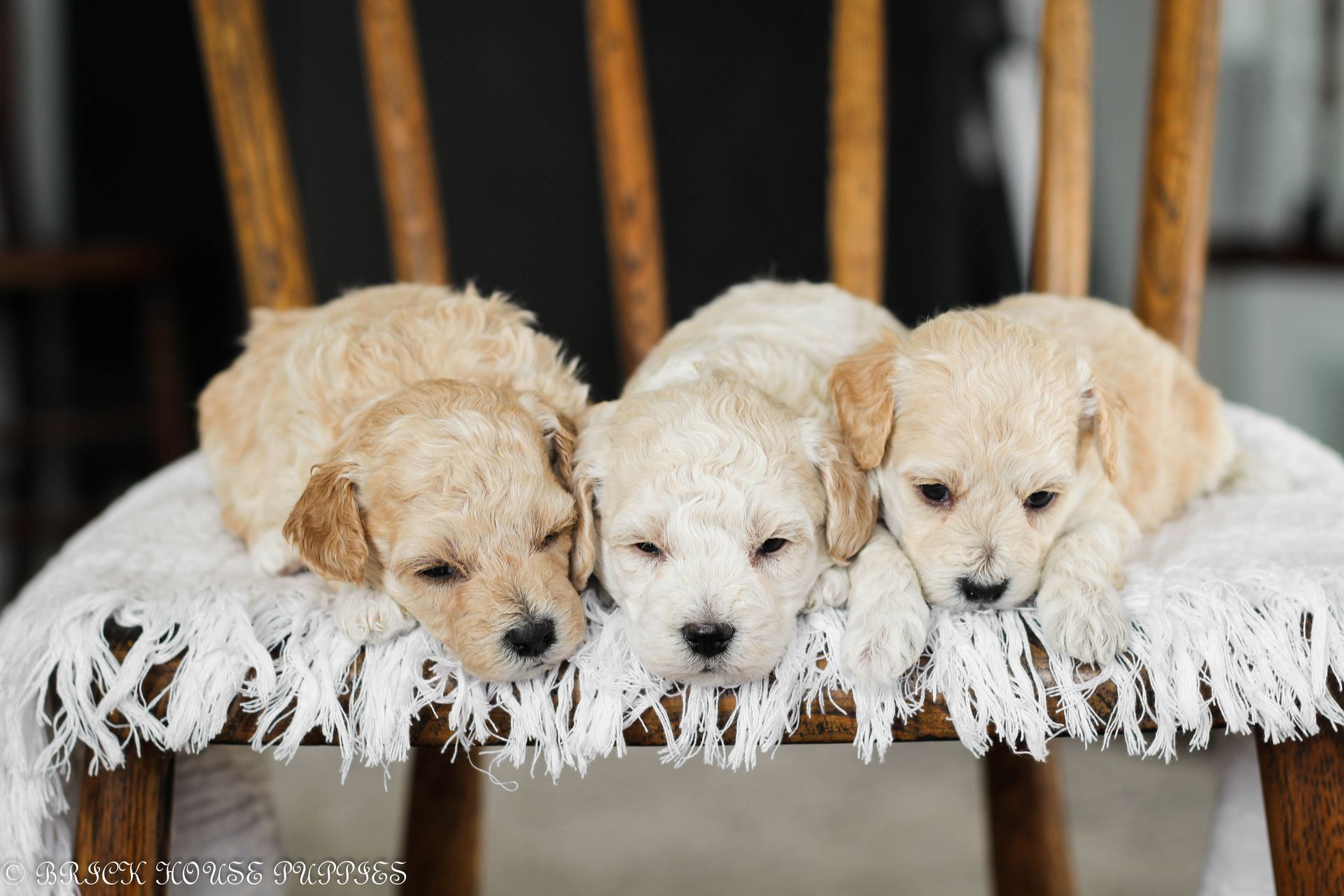 Poochon Puppies for sale, poochon puppies, bichpoo puppies, teddybear puppies for sale, teddybear puppies, teddybear puppy breeder, poochon breeder, puppies for sale
