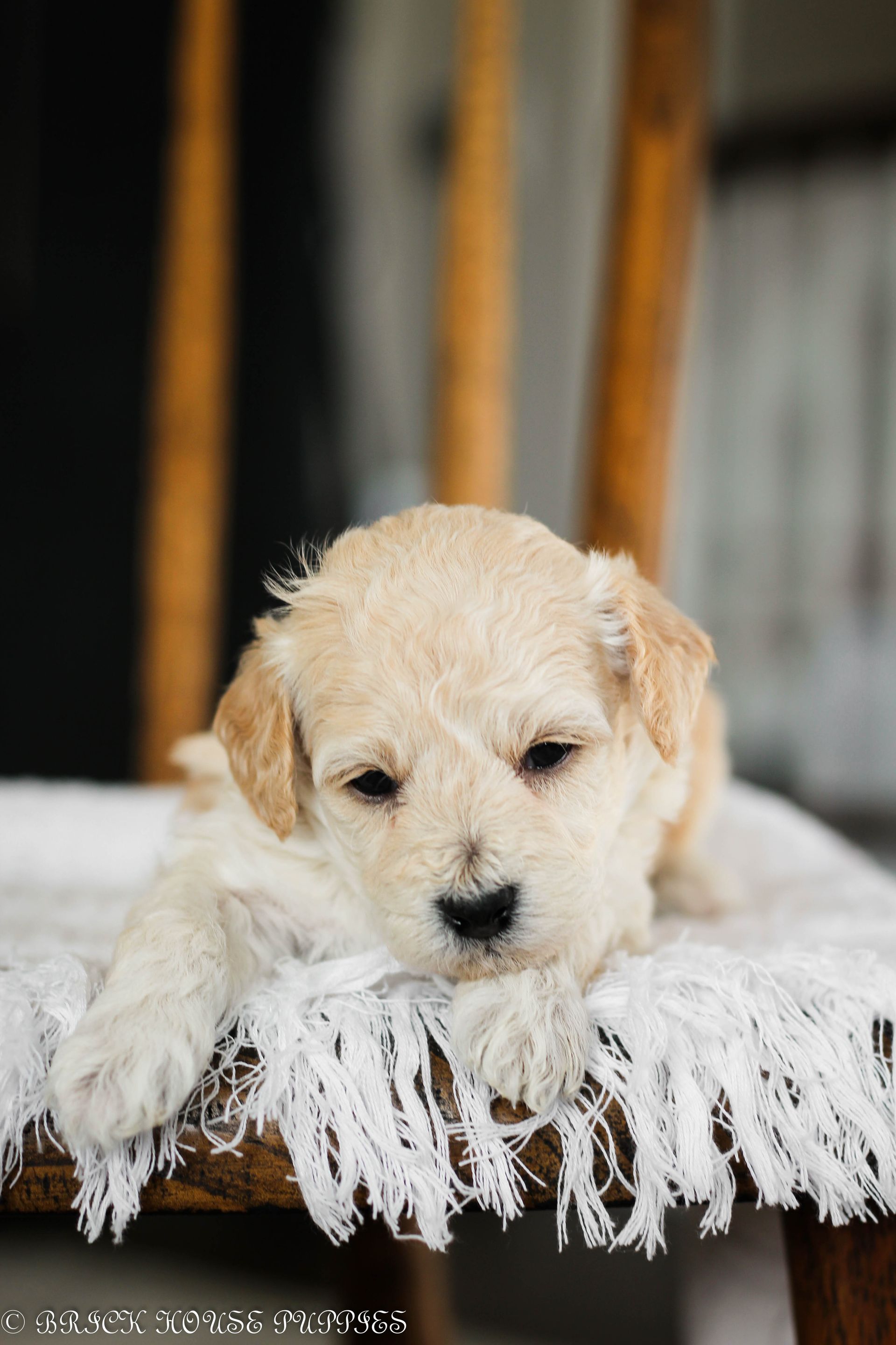 poochon puppies for sale, poochon puppies, poochon breeder, bichpoo puppies for sale, bichpoo breeder, bichon poodle puppies for sale, bichon poodle puppies, bichon poodle puppy, bichonpoo puppies for sale, bichon poodle breeder, teddybear puppies for sale, teddybear puppies, teddybear puppy breeder