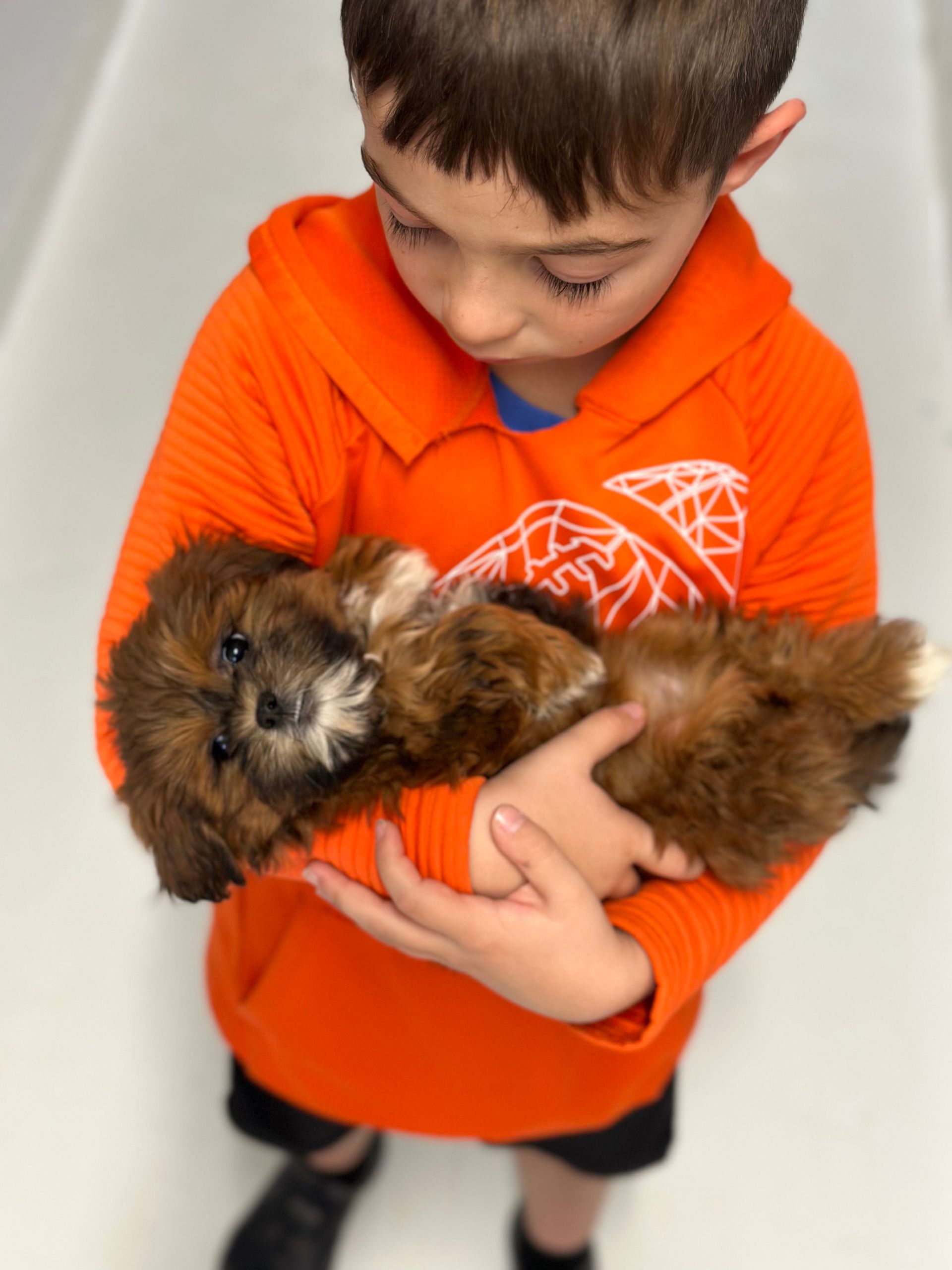shihpoo puppies for sale, shihpoo puppies, shihpoo breeder,  shihpoo puppy. shihtzu poodle mix, poodle shihtzu, shihpoo, shih poo, shih poo puppies for sale, puppies for sale, shihpoo puppies for sale near me, teddy bear puppies for sale, teddybear puppies for sale, teddybear puppies, teddybear puppy, teddybear puppy breeder, designer puppies for sale, small puppies for sale, hypoallergenic puppies, nonshedding puppies, healthy puppies