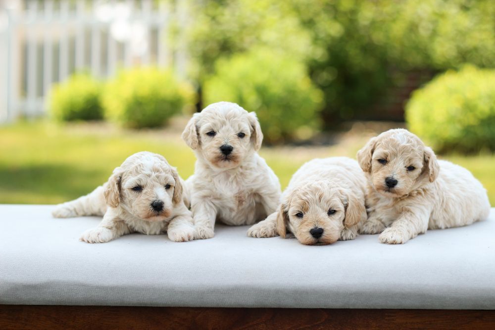 poochon puppies for sale, poochon puppies, poochon breeder, bichpoo puppies for sale, bichpoo breeder, bichon poodle puppies for sale, bichon poodle puppies, bichon poodle puppy, bichonpoo puppies for sale, bichon poodle breeder, teddybear puppies for sale, teddybear puppies, teddybear puppy breeder