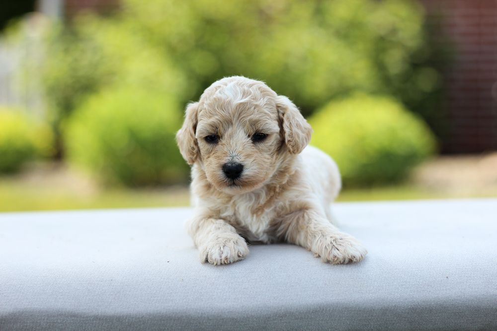 poochon puppies for sale, poochon puppies, poochon breeder, bichpoo puppies for sale, bichpoo breeder, bichon poodle puppies for sale, bichon poodle puppies, bichon poodle puppy, bichonpoo puppies for sale, bichon poodle breeder, teddybear puppies for sale, teddybear puppies, teddybear puppy breeder