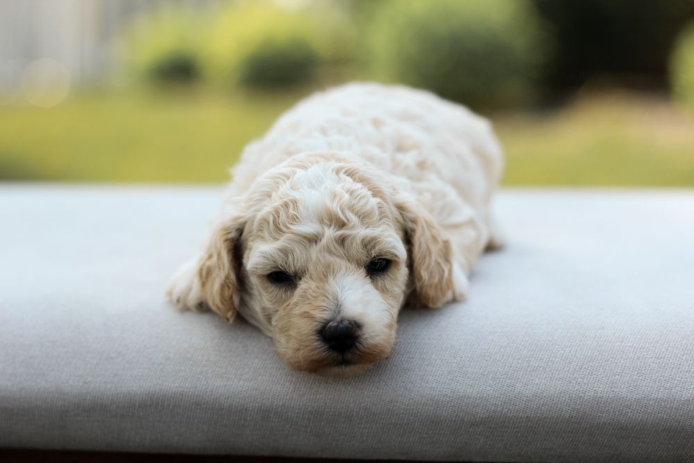 poochon puppies for sale, poochon puppies, poochon breeder, bichpoo puppies for sale, bichpoo breeder, bichon poodle puppies for sale, bichon poodle puppies, bichon poodle puppy, bichonpoo puppies for sale, bichon poodle breeder, teddybear puppies for sale, teddybear puppies, teddybear puppy breeder