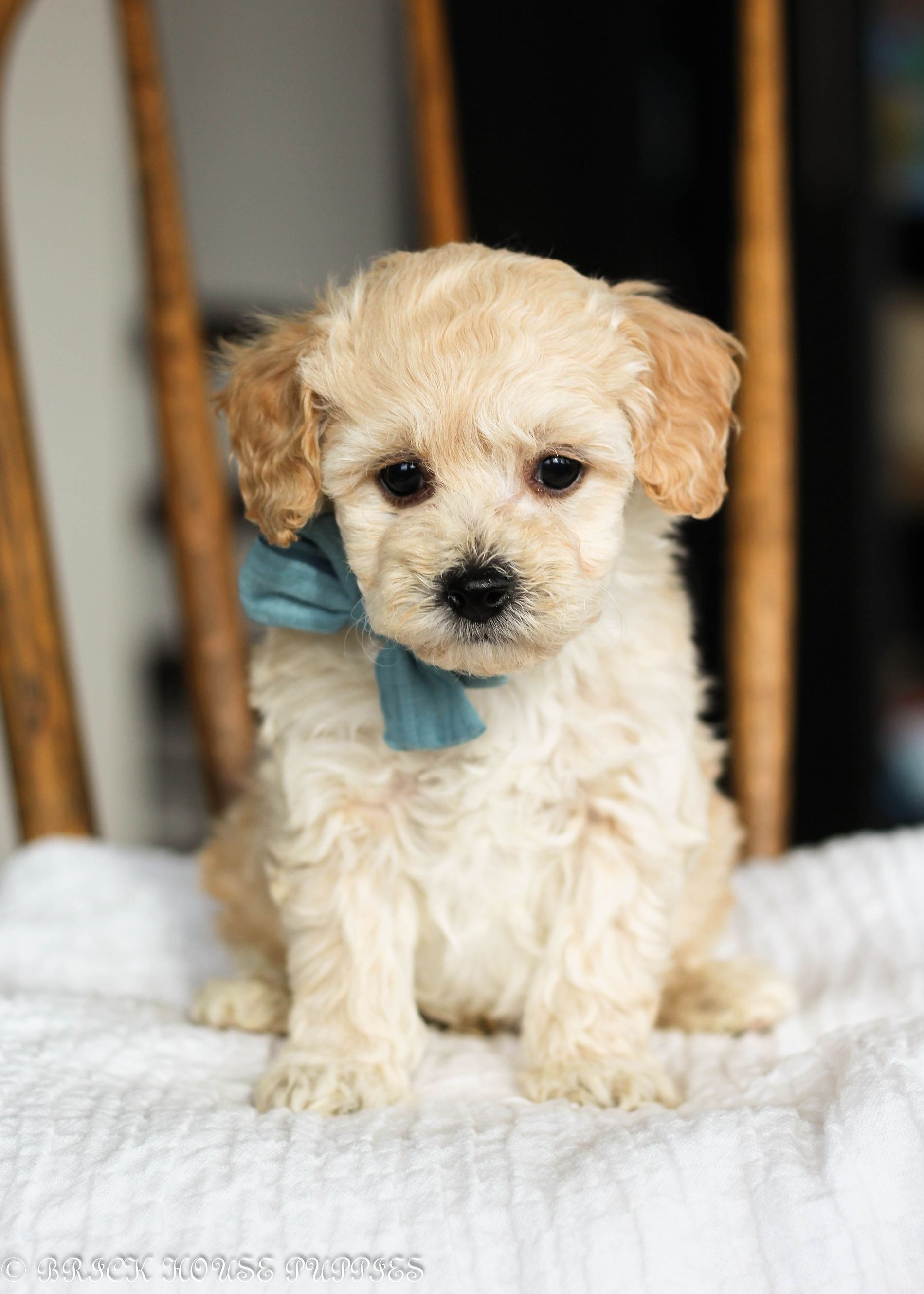 poochon puppies for sale, poochon puppies, poochon breeder, bichpoo puppies for sale, bichpoo breeder, bichon poodle puppies for sale, bichon poodle puppies, bichon poodle puppy, bichonpoo puppies for sale, bichon poodle breeder, teddybear puppies for sale, teddybear puppies, teddybear puppy breeder