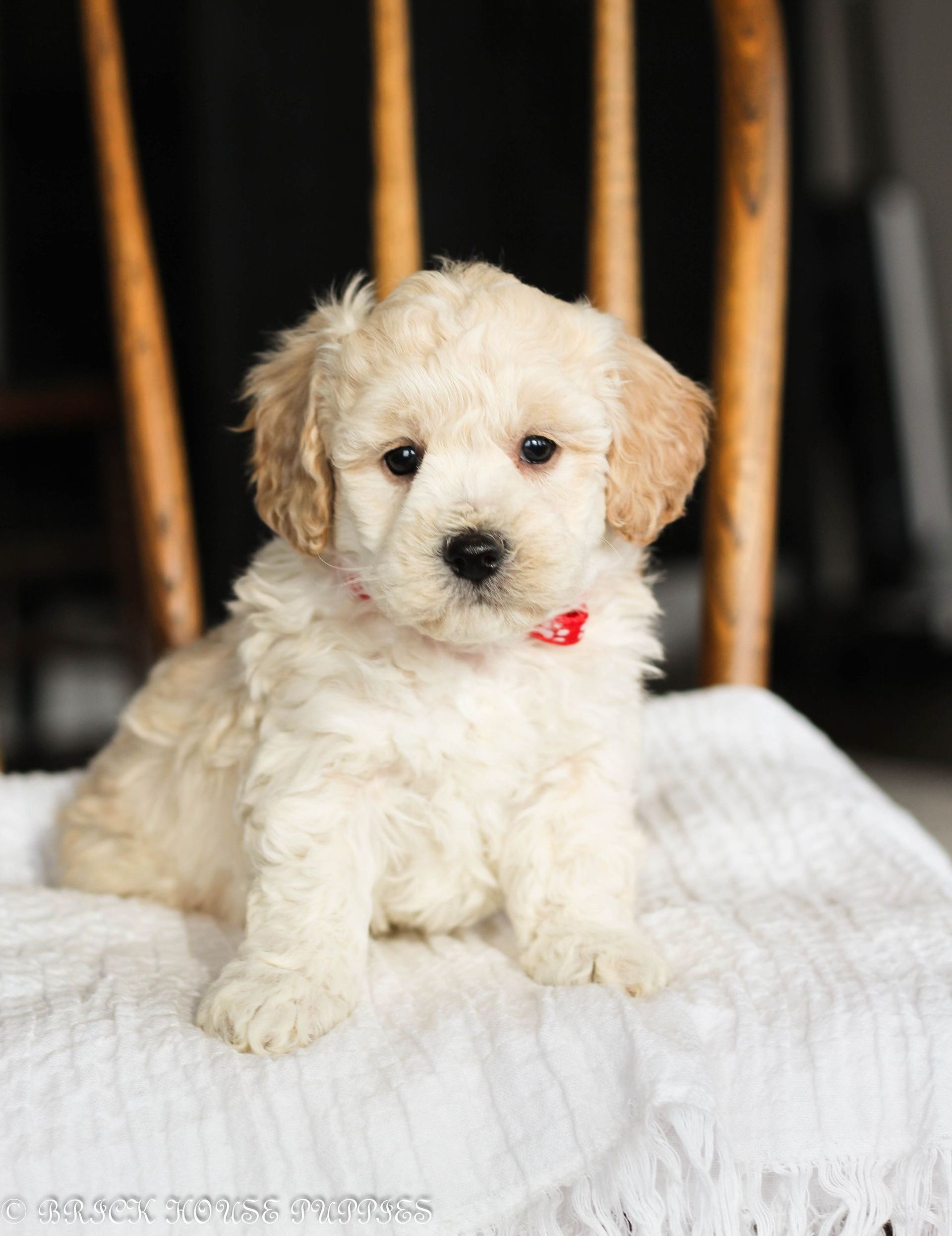 Poochon Puppies for sale, poochon puppies, bichpoo puppies, teddybear puppies for sale, teddybear puppies, teddybear puppy breeder, poochon breeder, puppies for sale