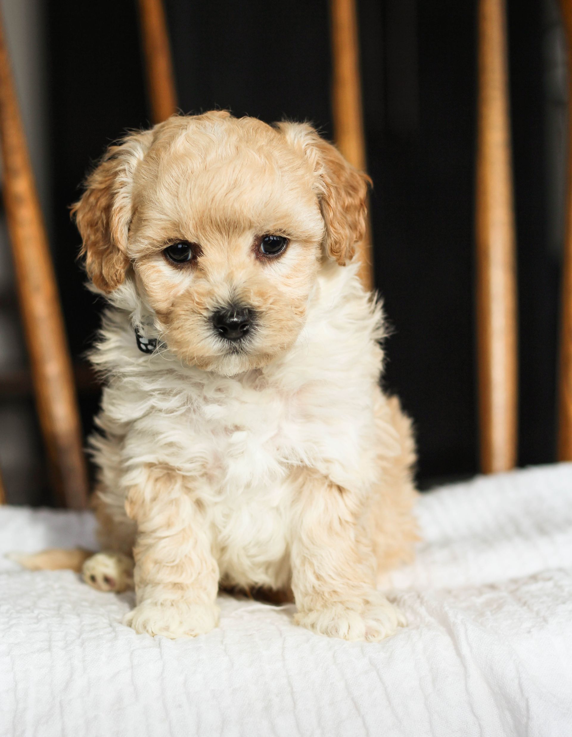 Poochon Puppies for sale, poochon puppies, bichpoo puppies, teddybear puppies for sale, teddybear puppies, teddybear puppy breeder, poochon breeder, puppies for sale
