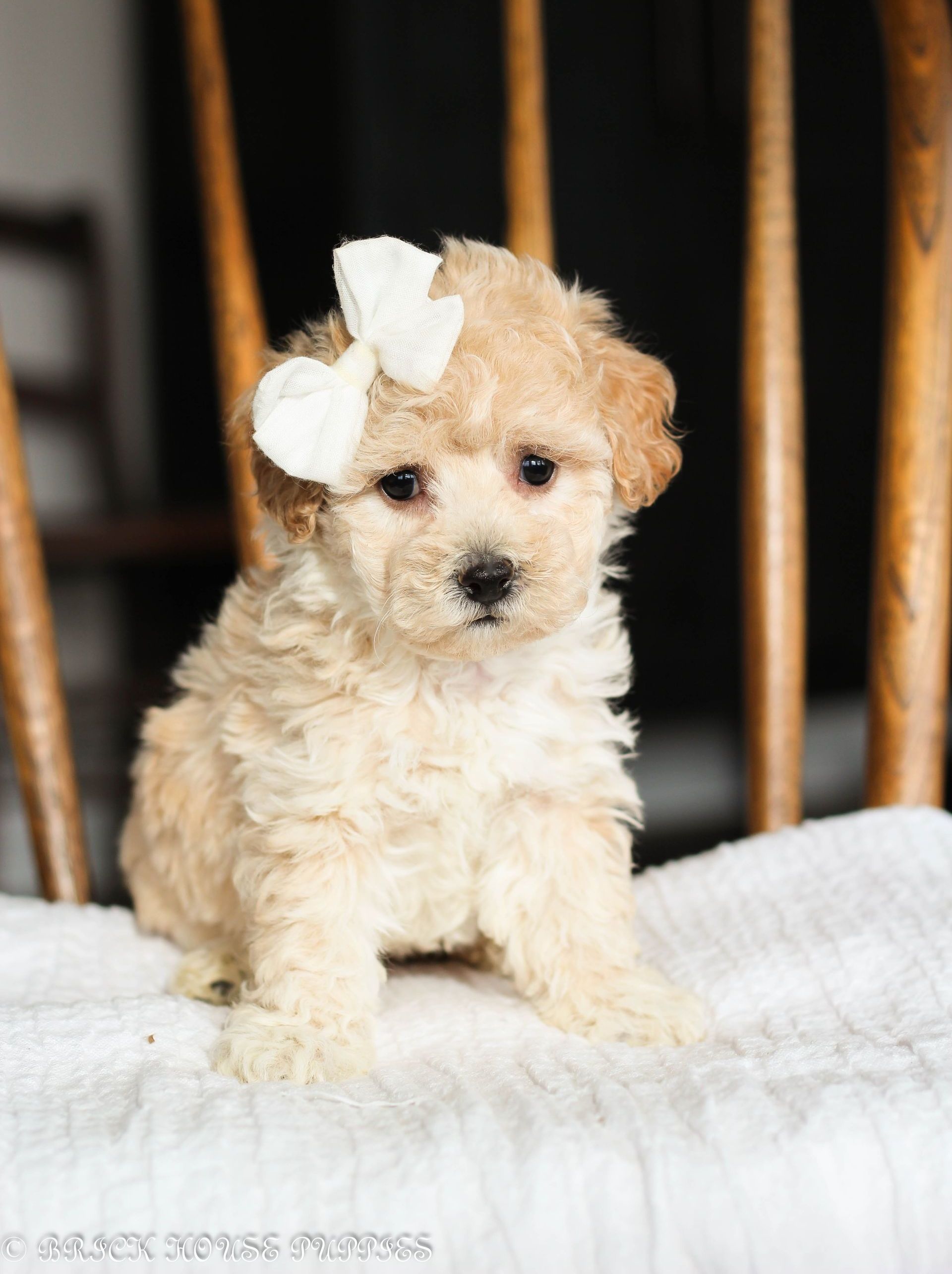 Poochon Puppies for sale, poochon puppies, bichpoo puppies, teddybear puppies for sale, teddybear puppies, teddybear puppy breeder, poochon breeder, puppies for sale